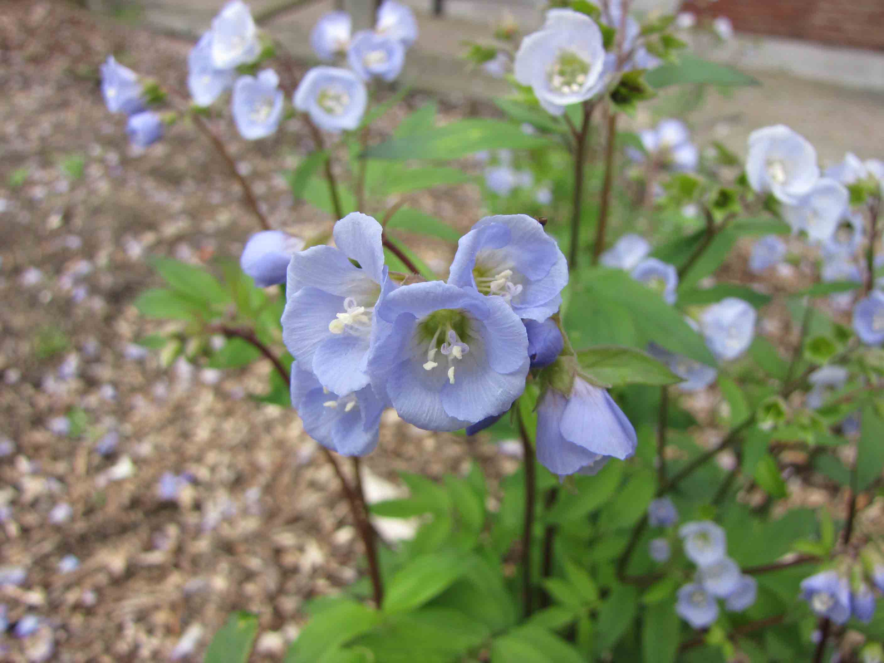 Jacob's ladder (Polemonium reptans)