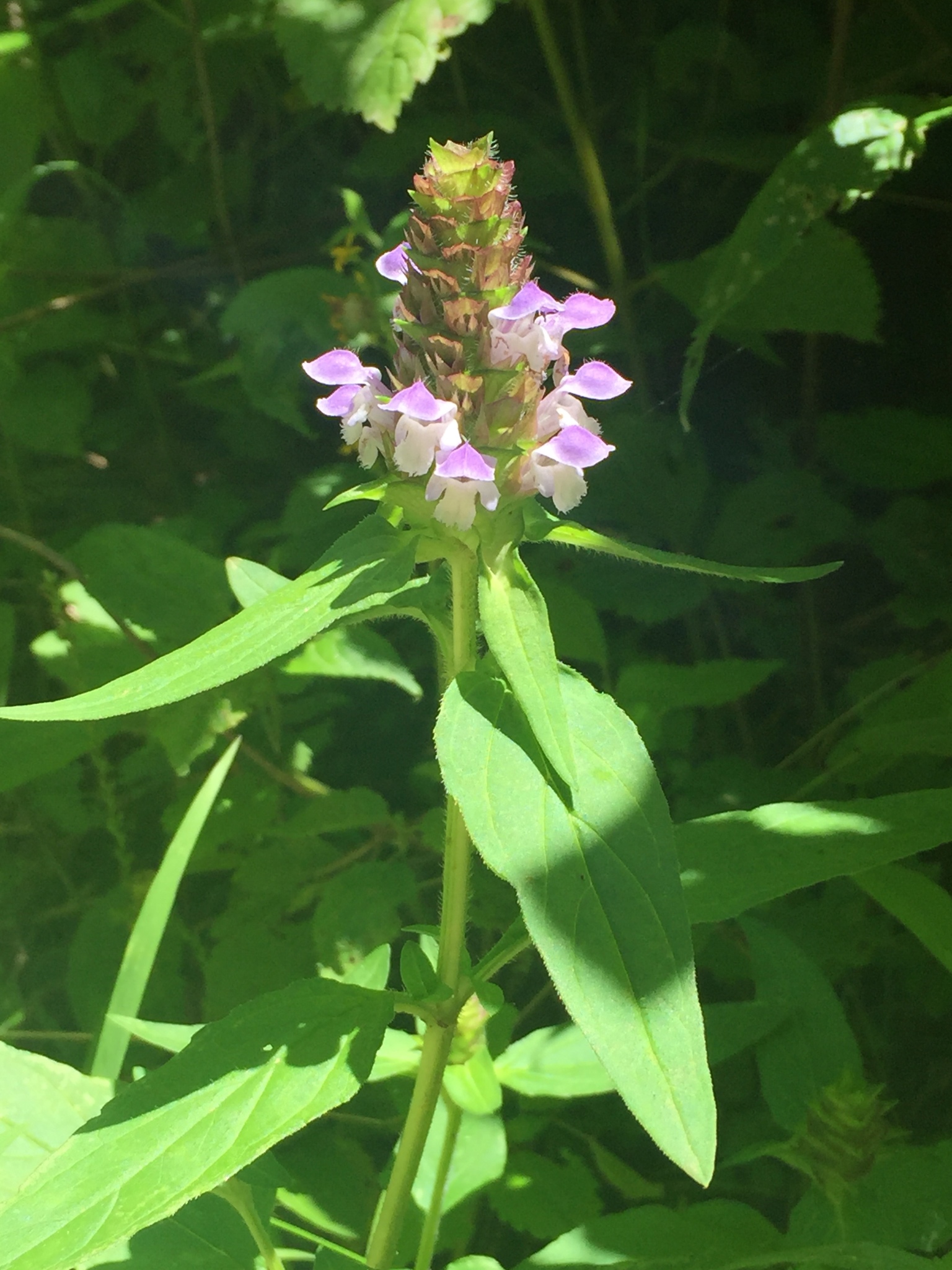 Self-heal (Prunella vulgaris var. lanceolata)