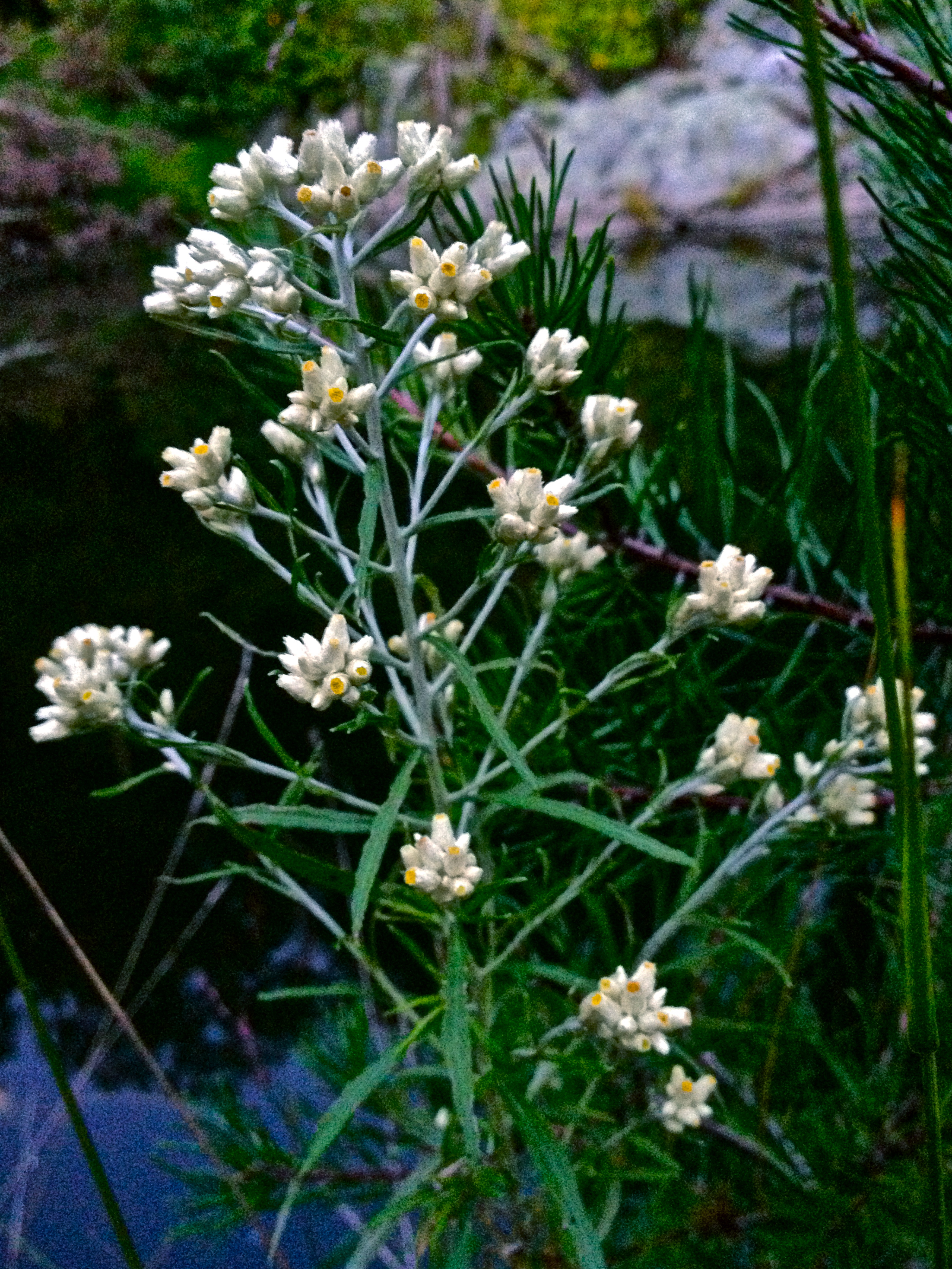 Sweet everlasting (Pseudognaphalium obtusifolium)