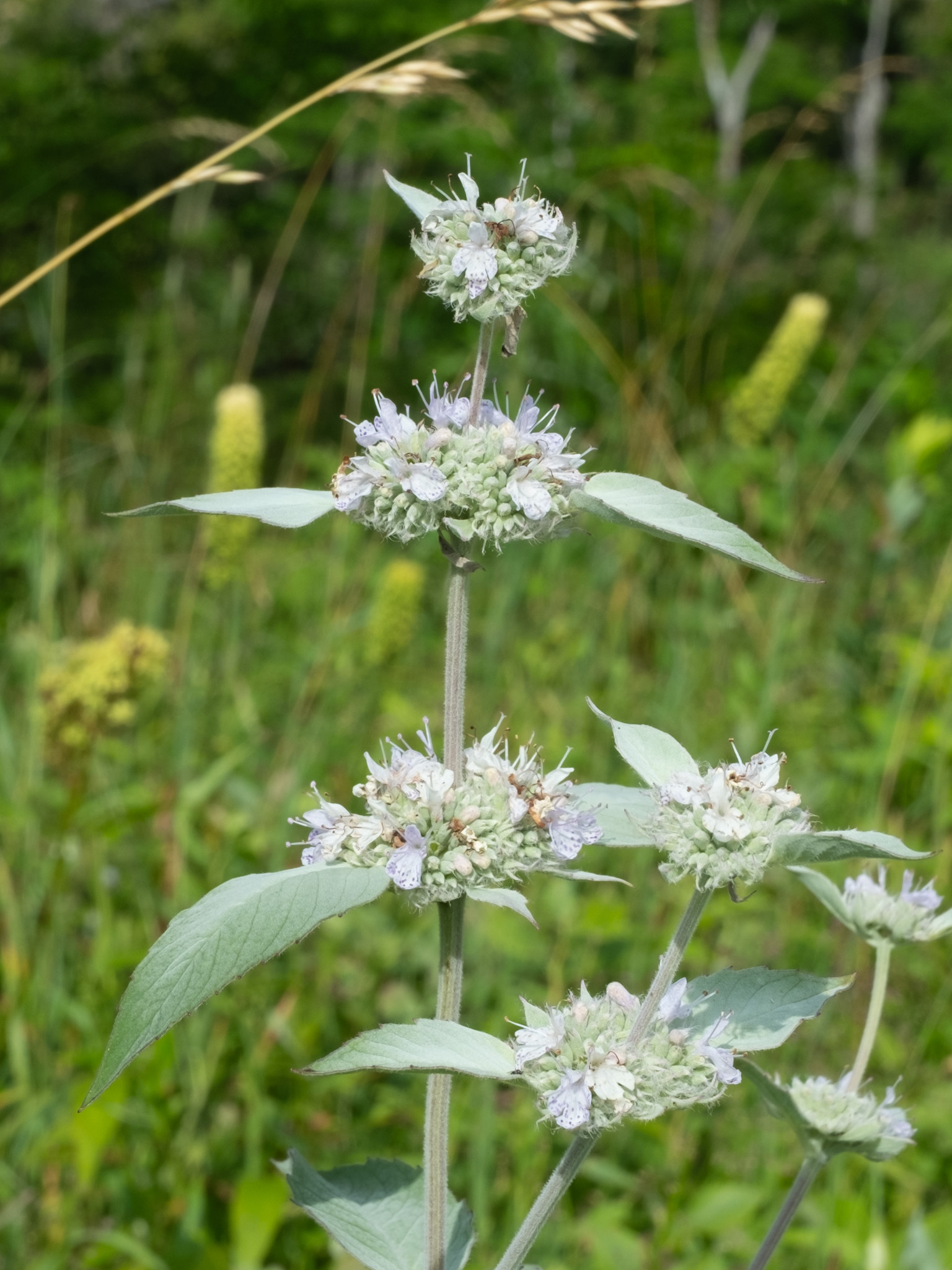Hoary mountain-mint (Pycnanthemum incanum)