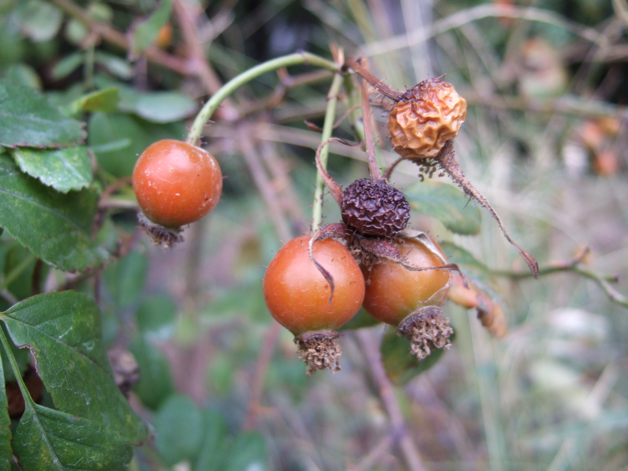 Virginia rose (Rosa virginiana) fruit