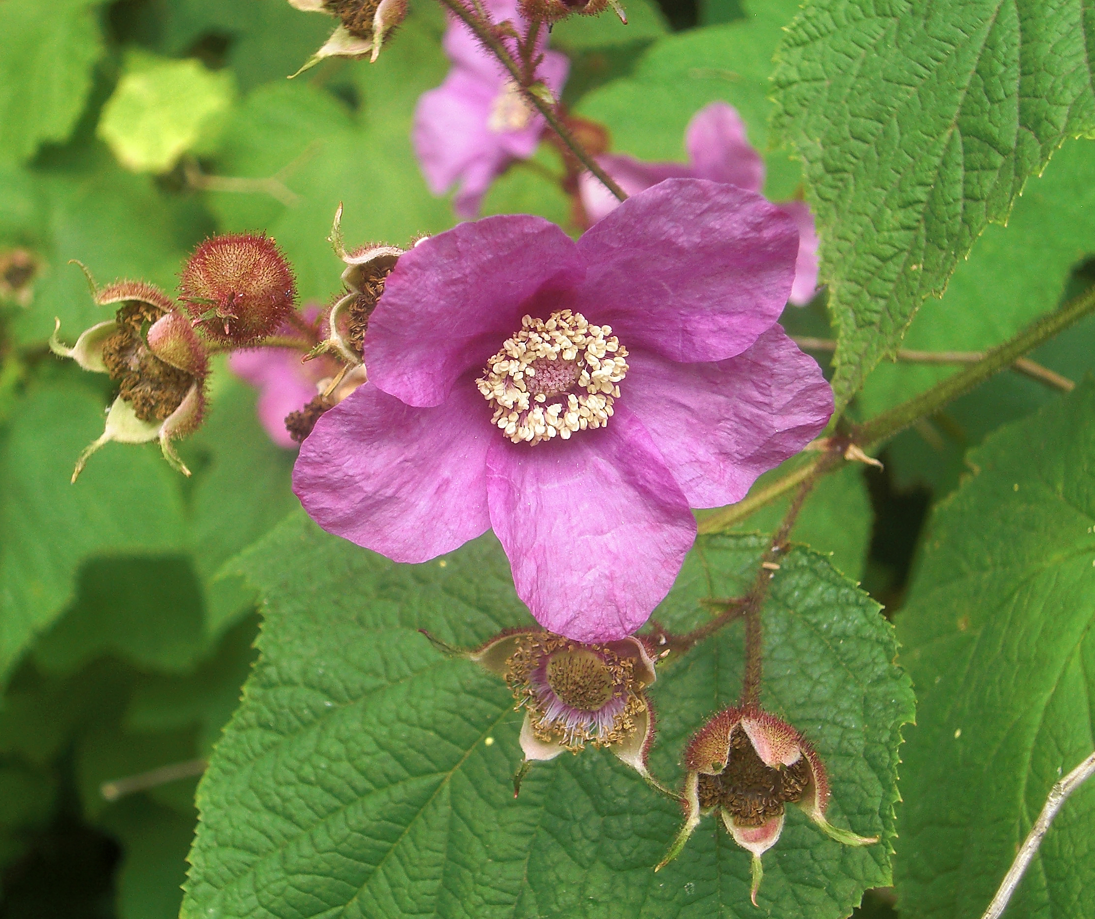 Flowering raspberry (Rubus odoratus)