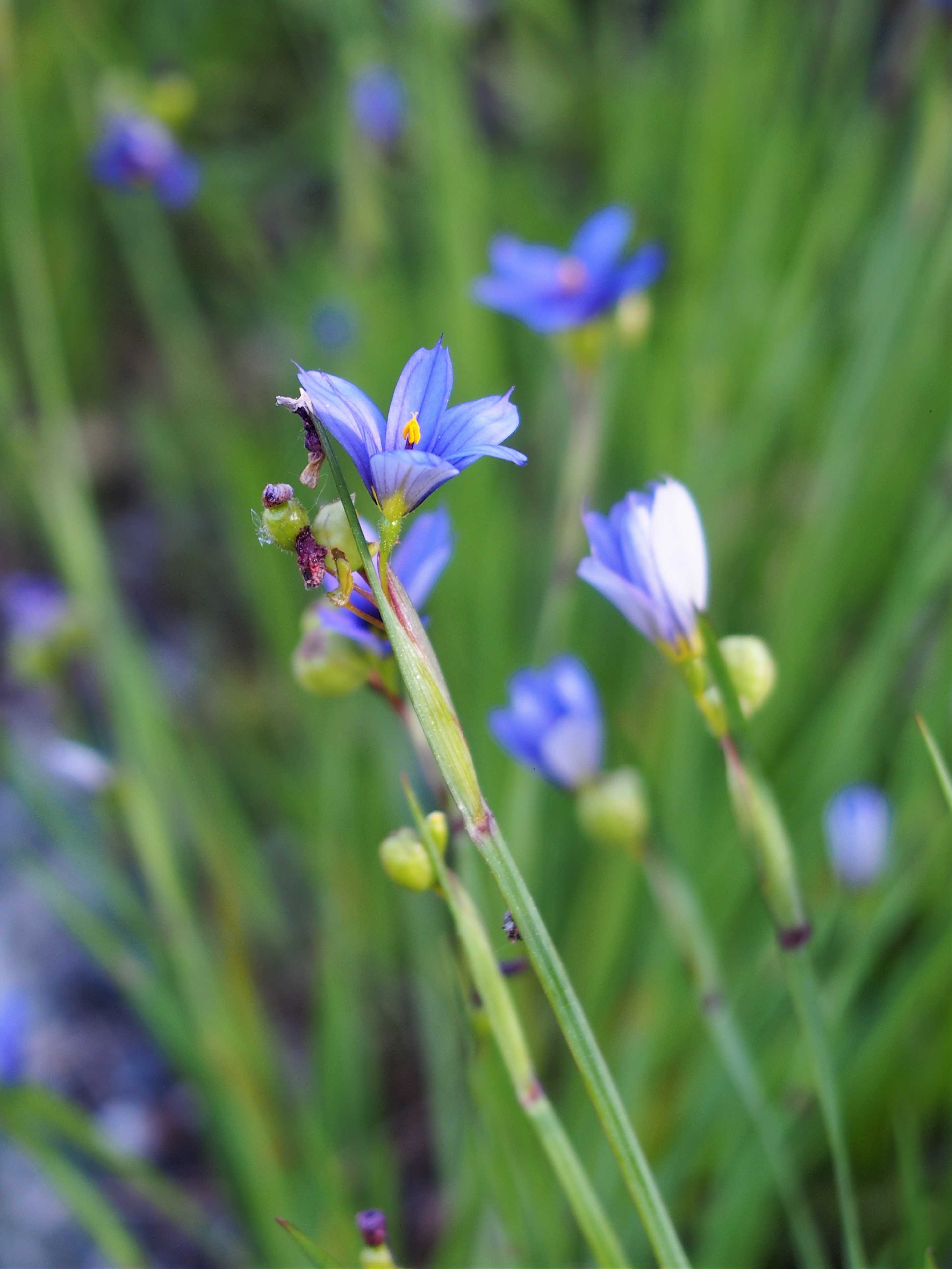 Stout blue-eyed grass (Sisyrinchium angustifolium)