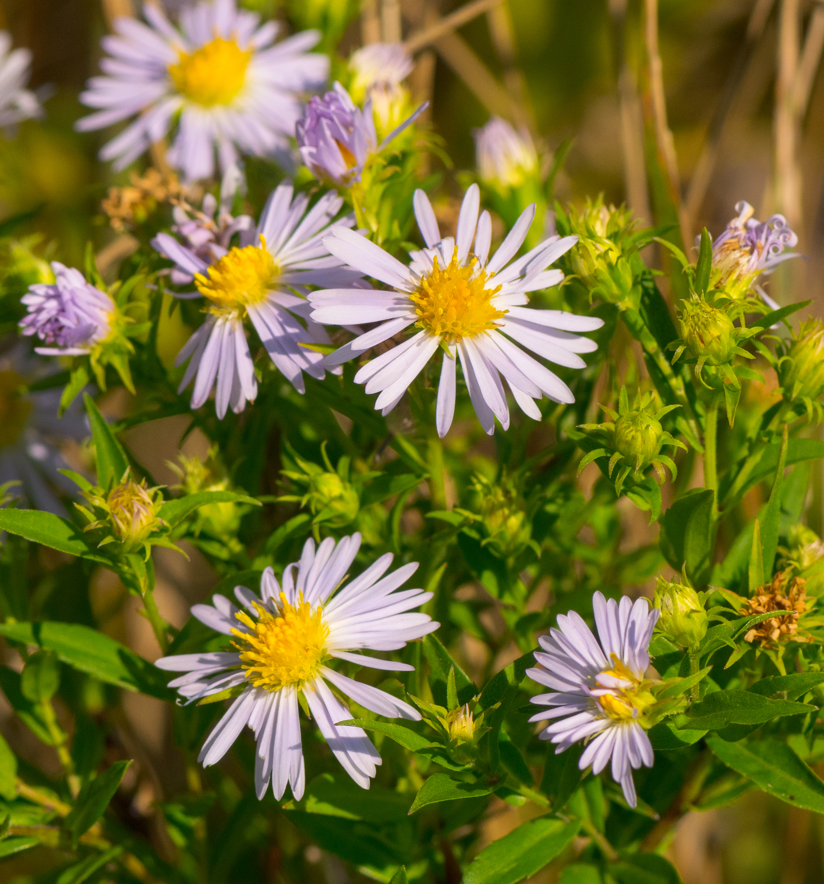 Smooth blue aster (Symphyotrichum laeve)