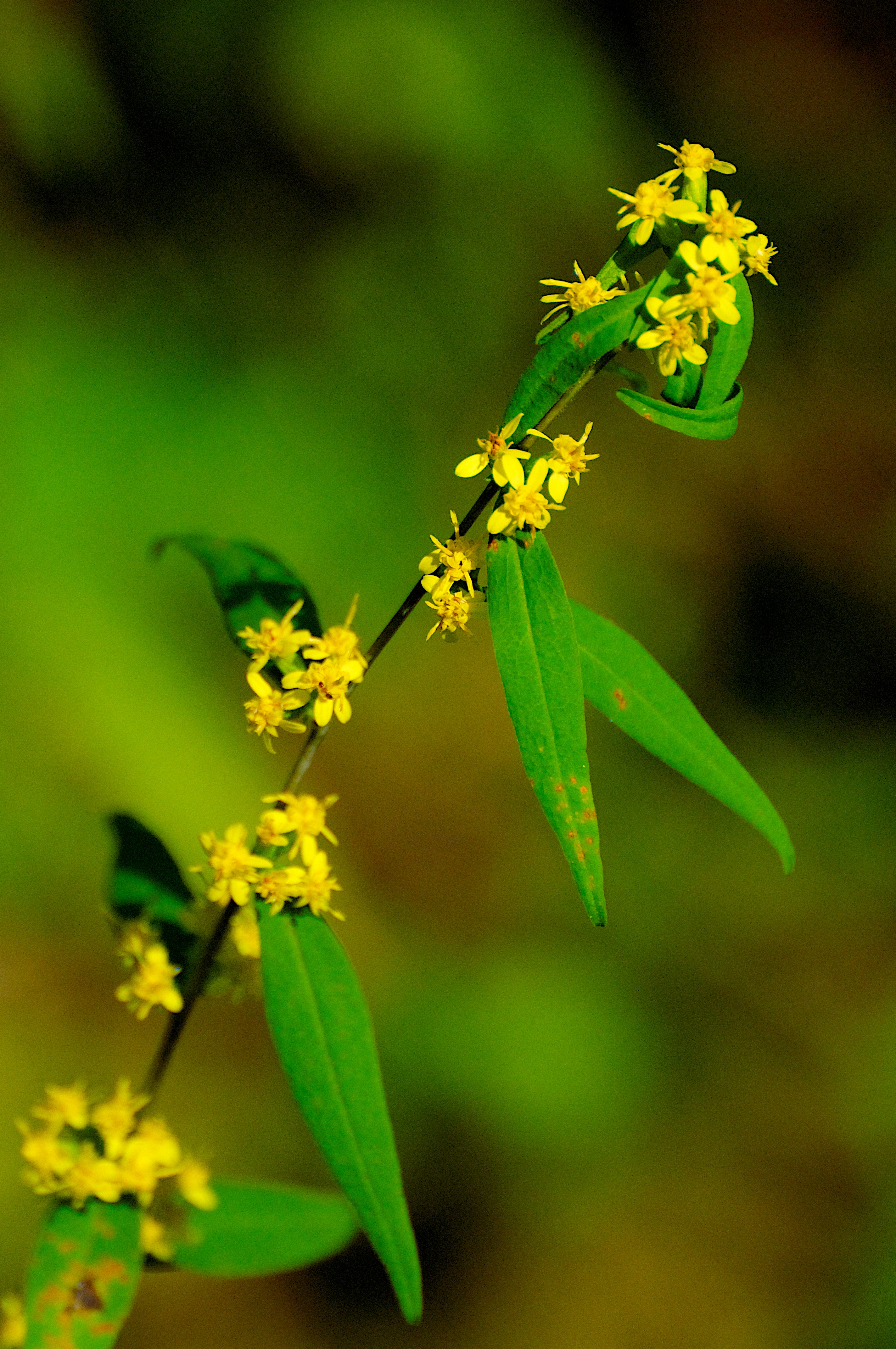 Bluestem goldenrod (Solidago caesia)