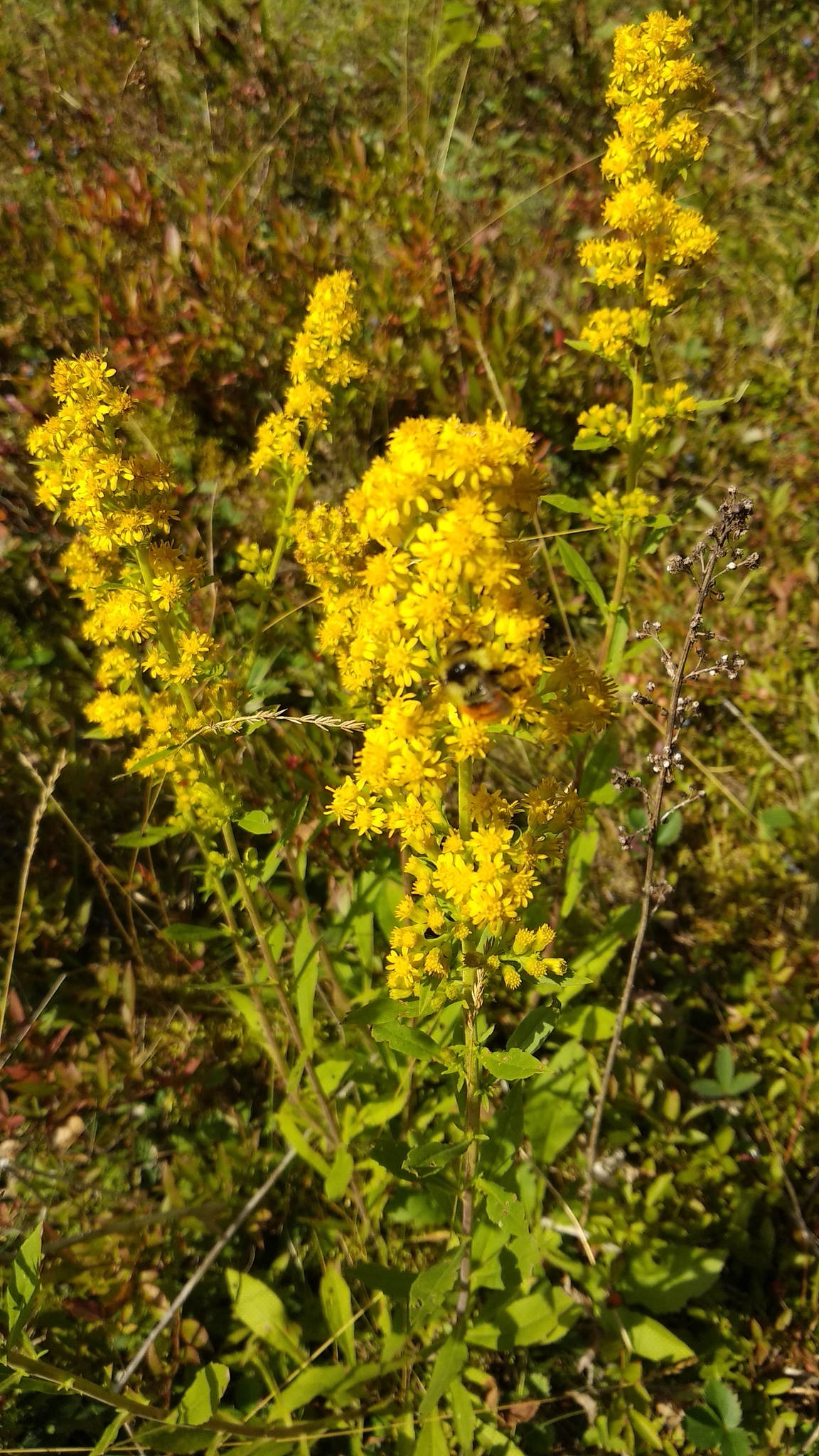 Downy goldenrod (Solidago puberula)