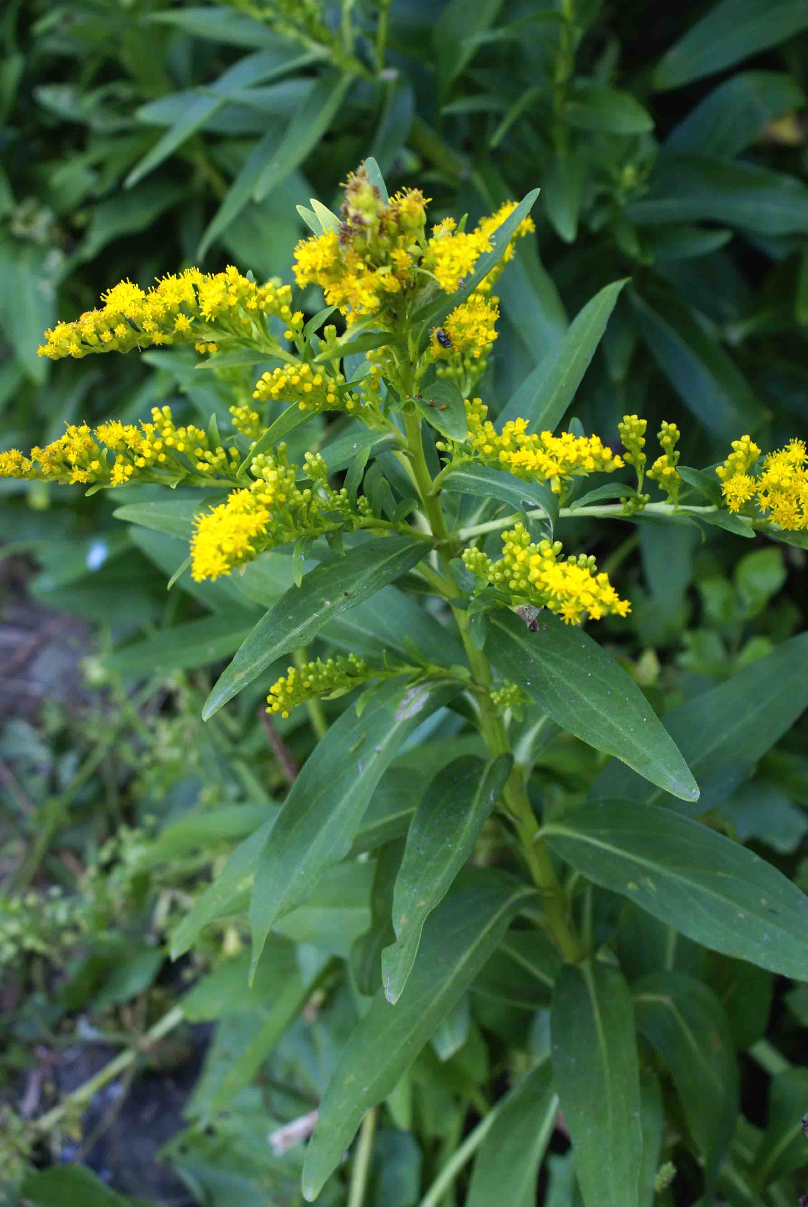Seaside goldenrod (Solidago sempervirens)