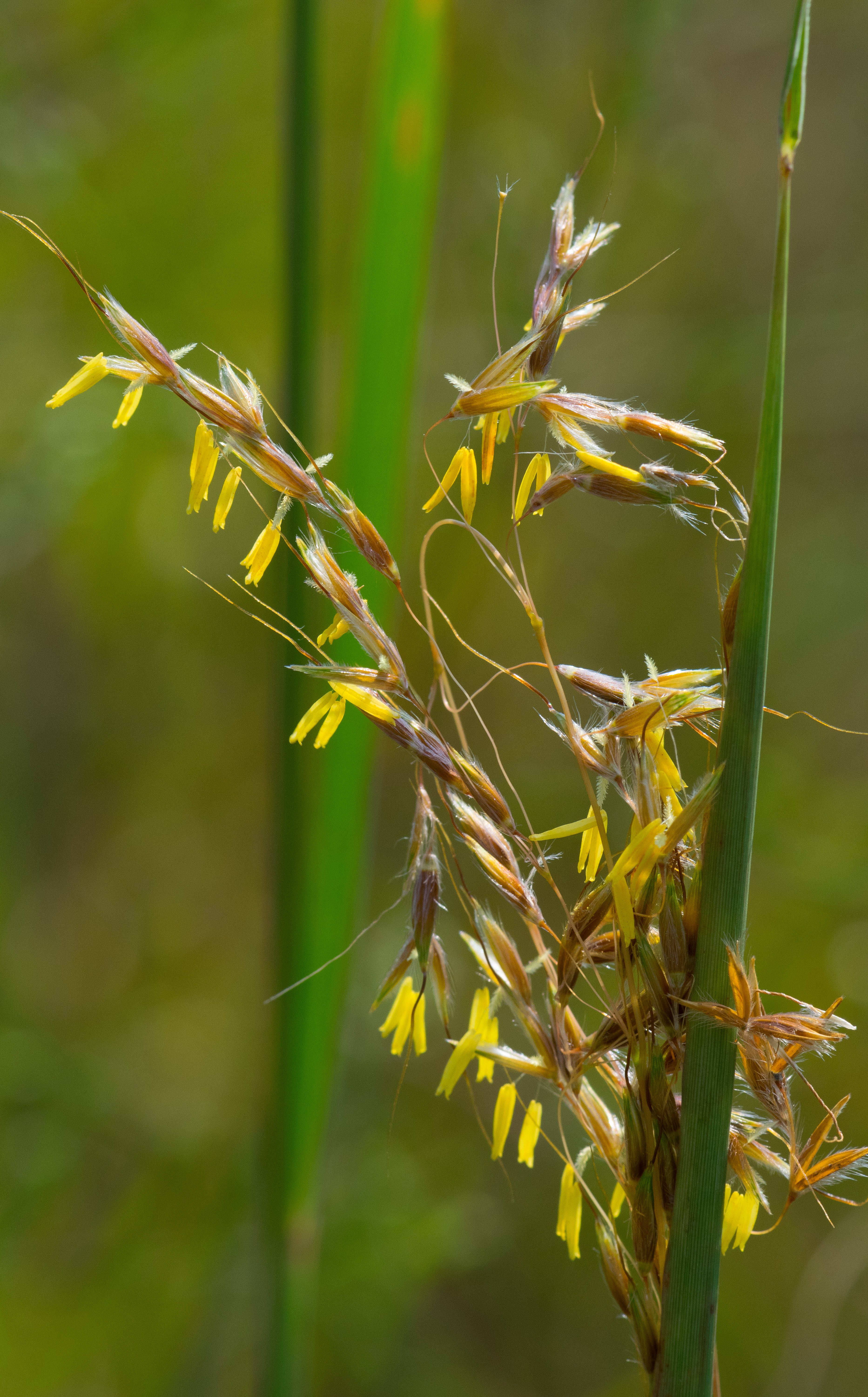 Yellow prairie grass (Sorghastrum nutans)