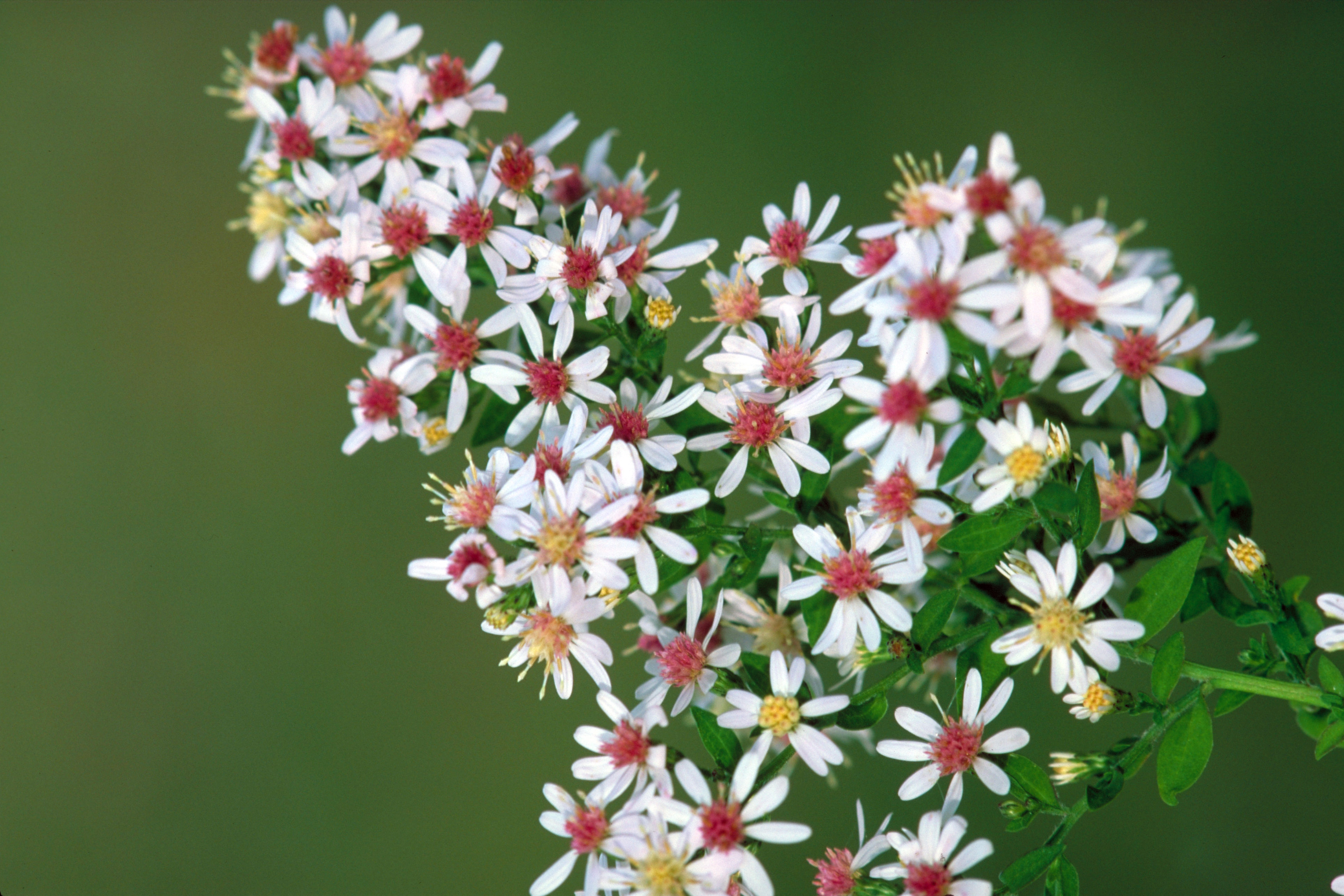 Calico aster (Symphyotrichum lateriflorum)