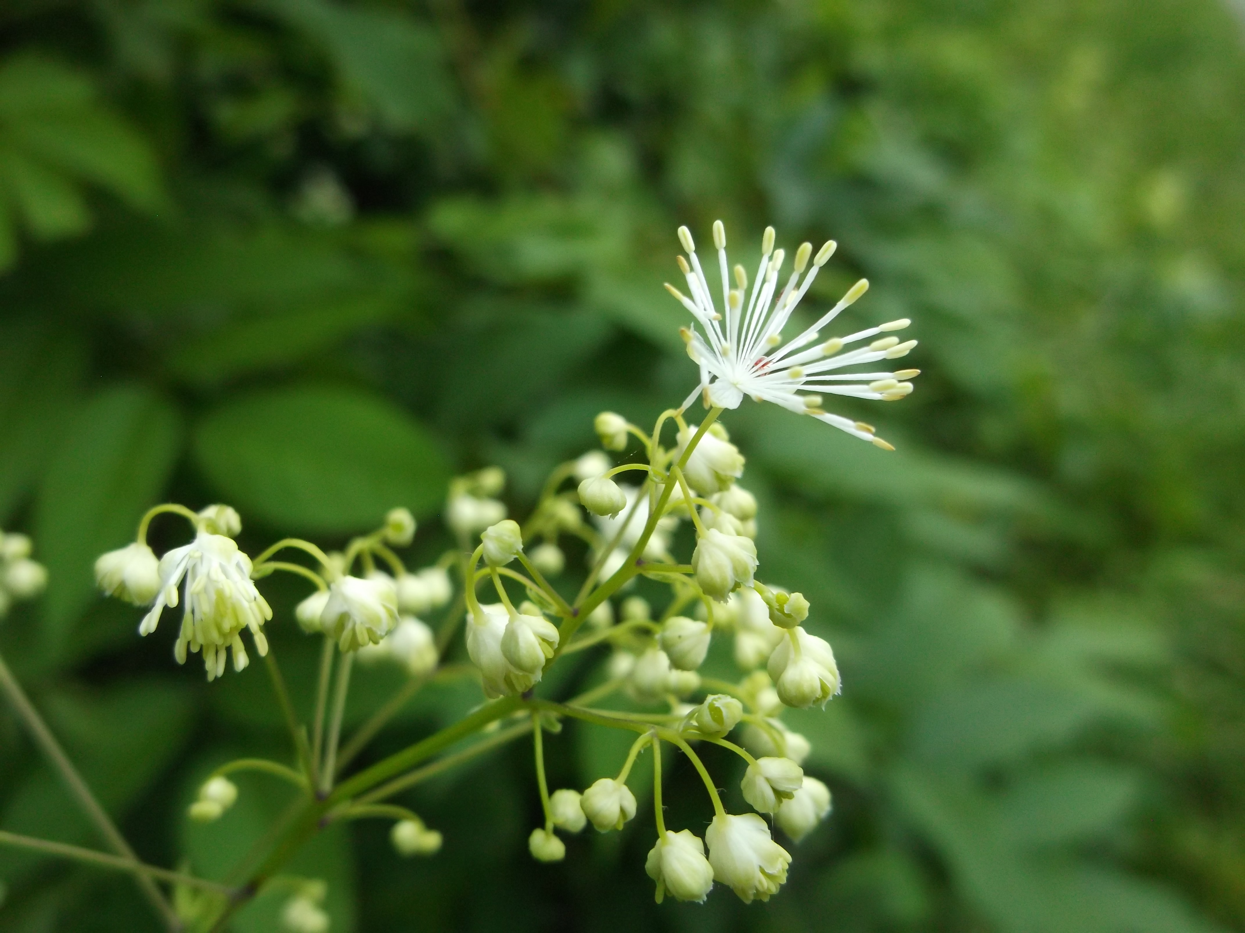 Tall Meadow-Rue (Thalictrum pubescens)