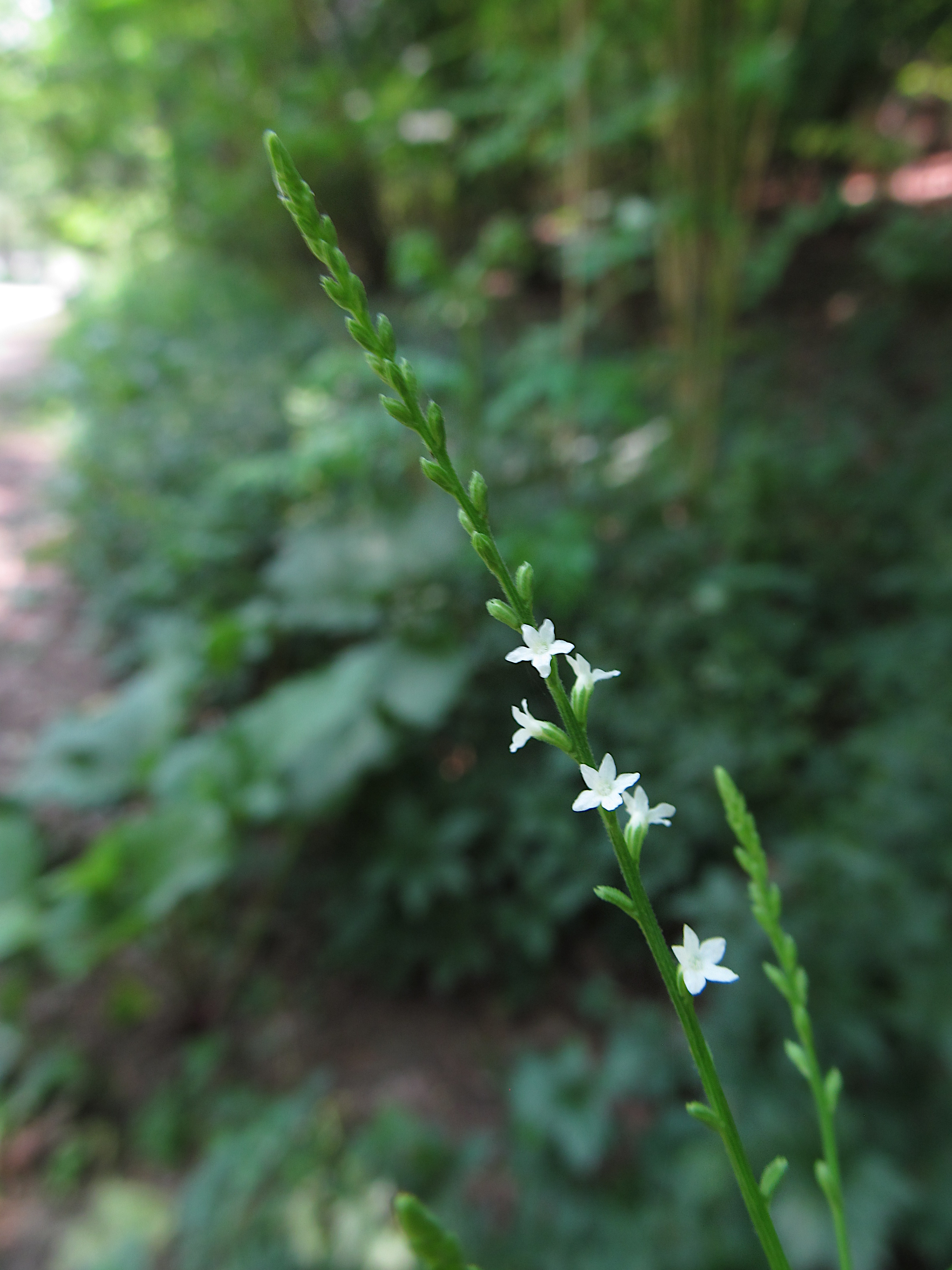 White vervain (Verbena urticifolia)