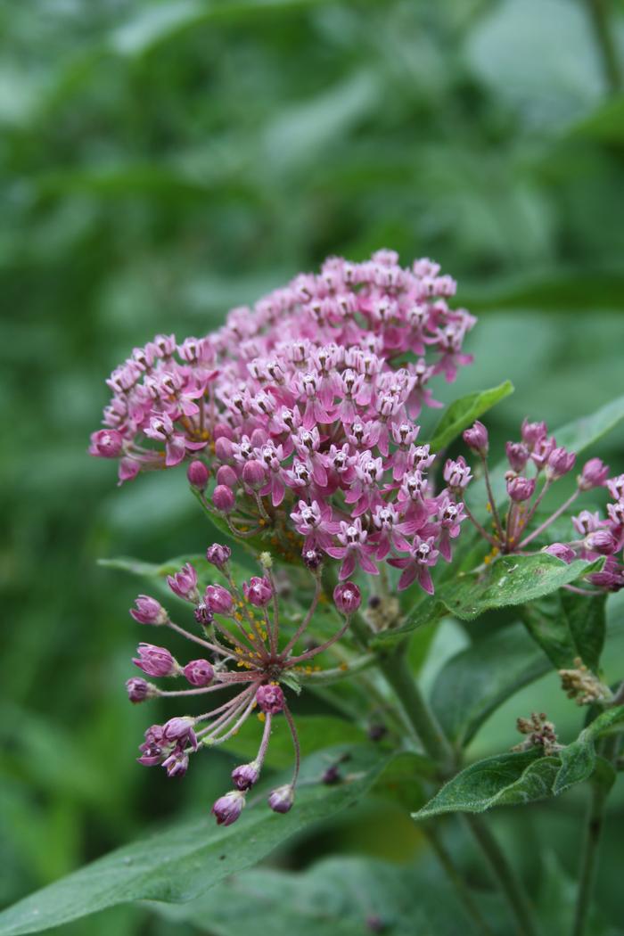 Asclepias incarnata (swamp or rose milkweed), a cluster of pink flowers with large, opposite leaves