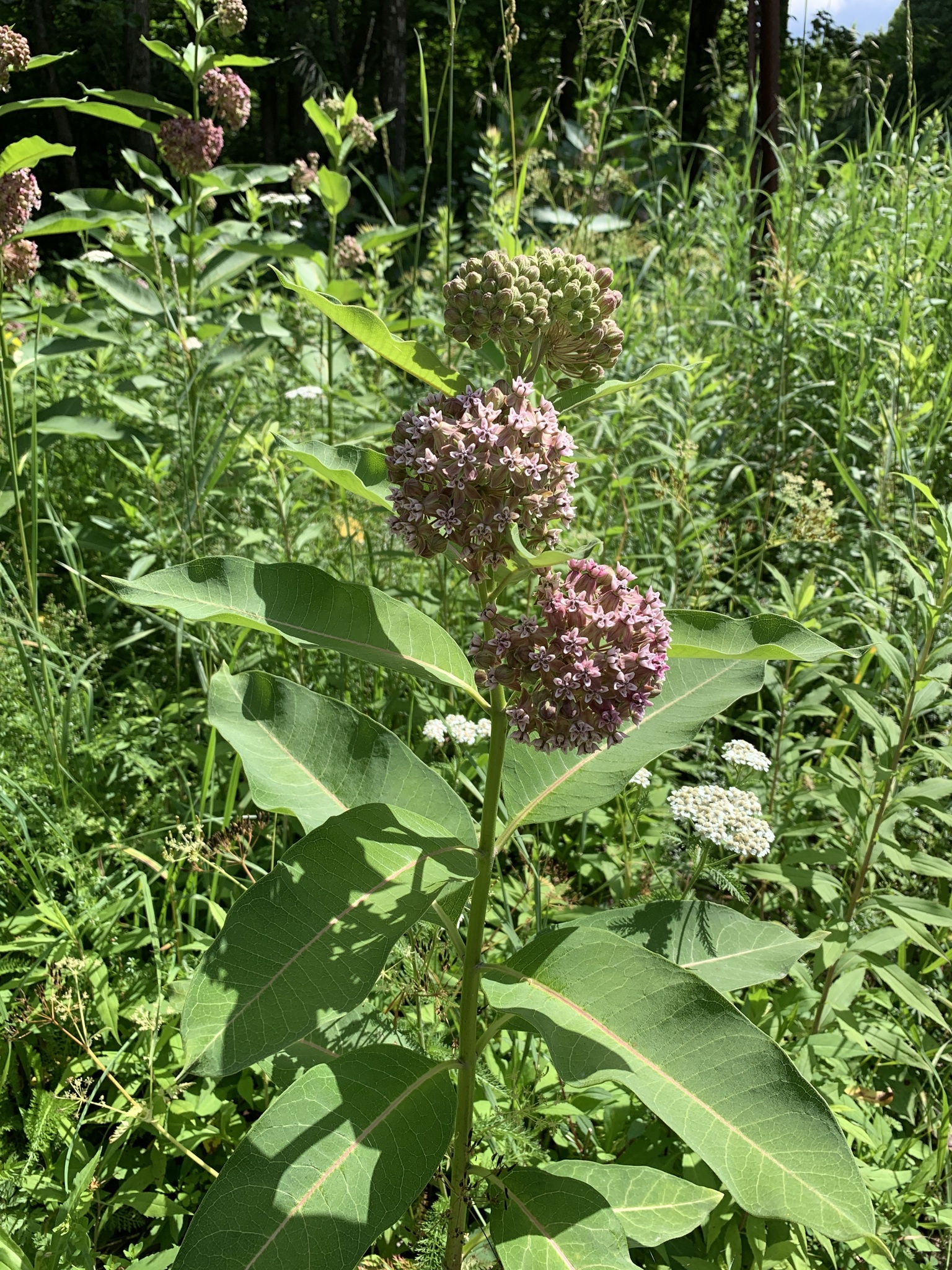 Asclepias syriaca (common milkweed), a cluster of pink flowers with large, opposite leaves