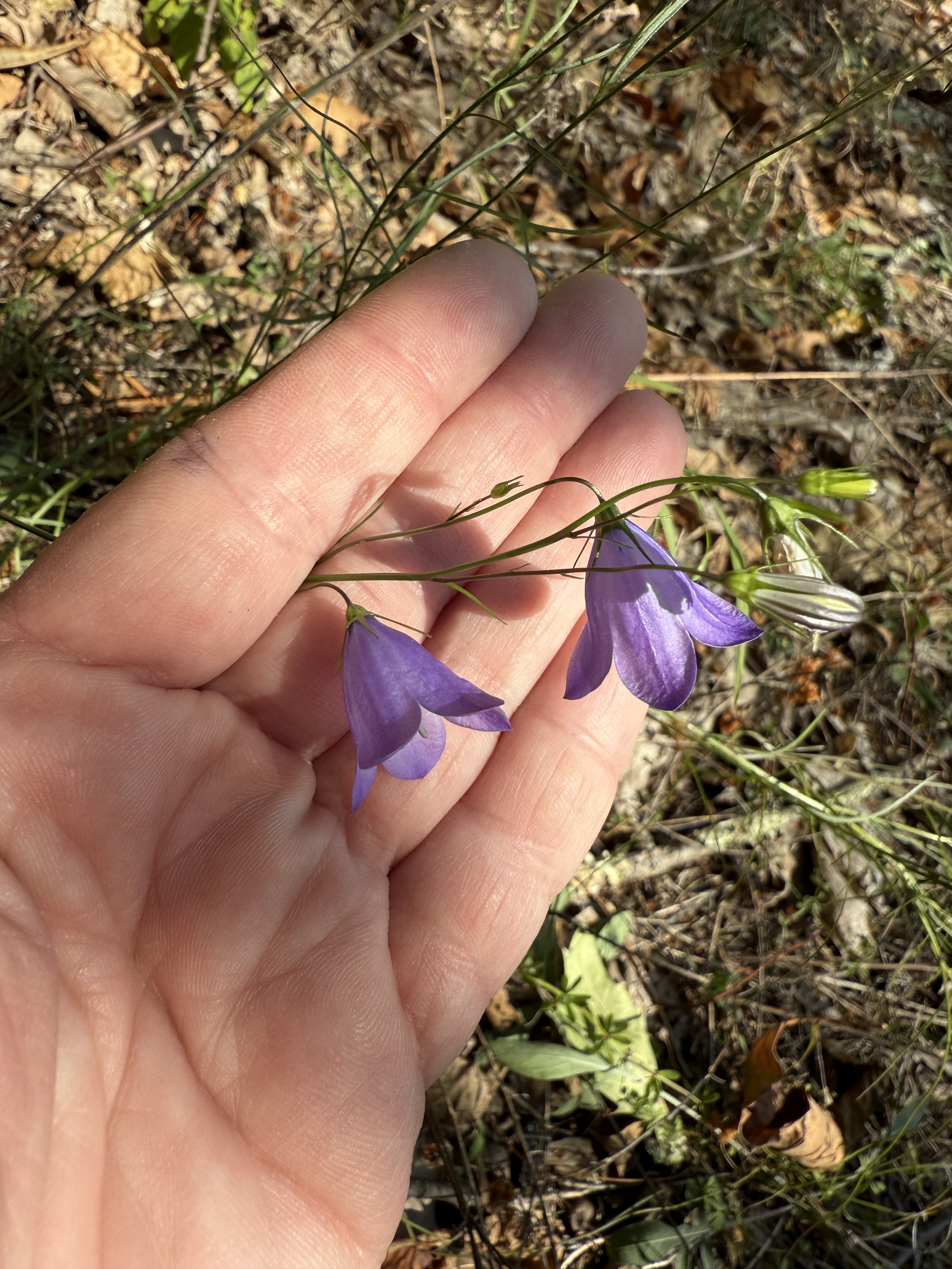 Harebell (Campanula rotundifolia/intercedens)