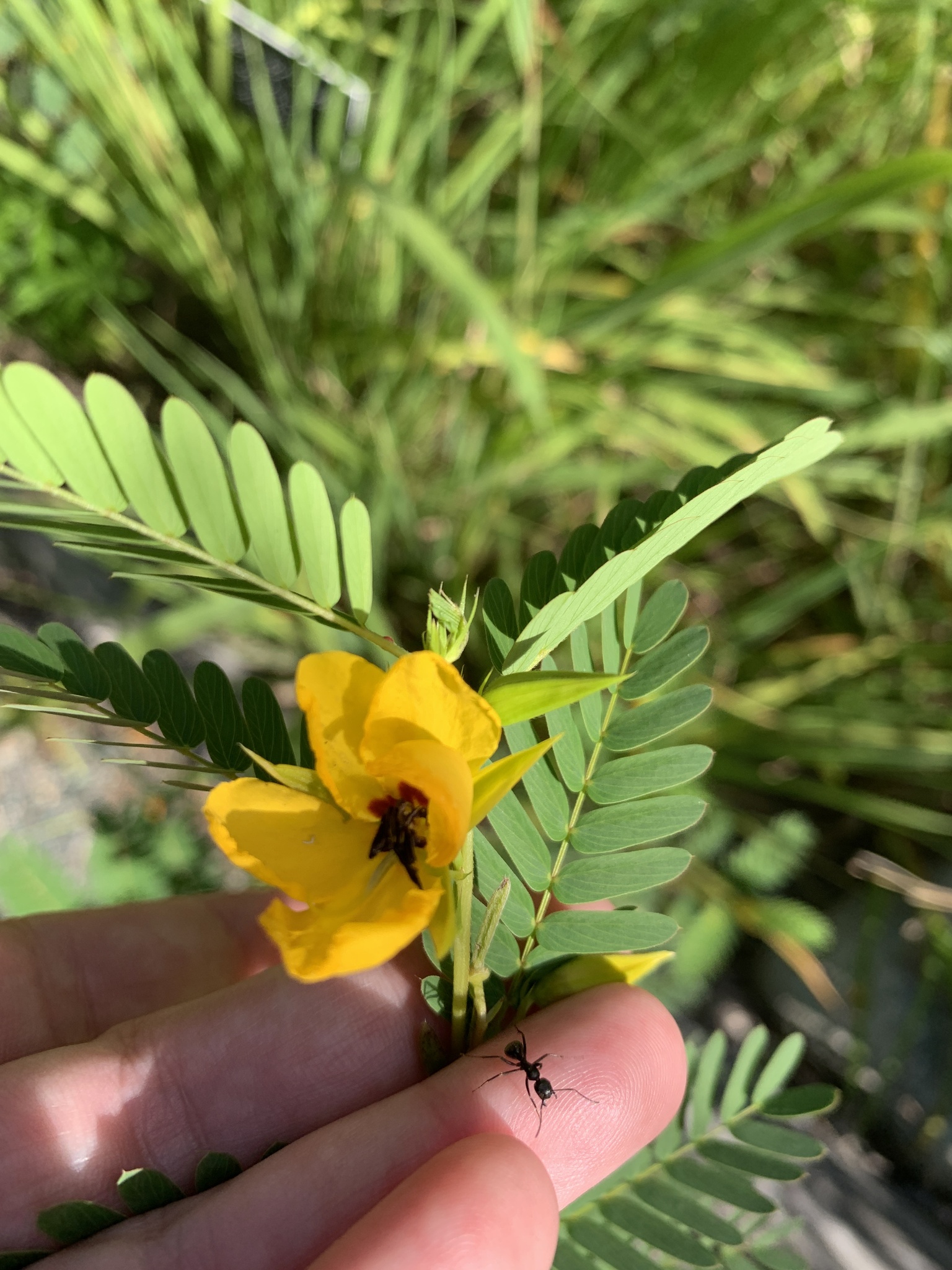 Chamaecrista fasciculata (partridge pea), a yellow flower with a red center, with frilly compound leaves.