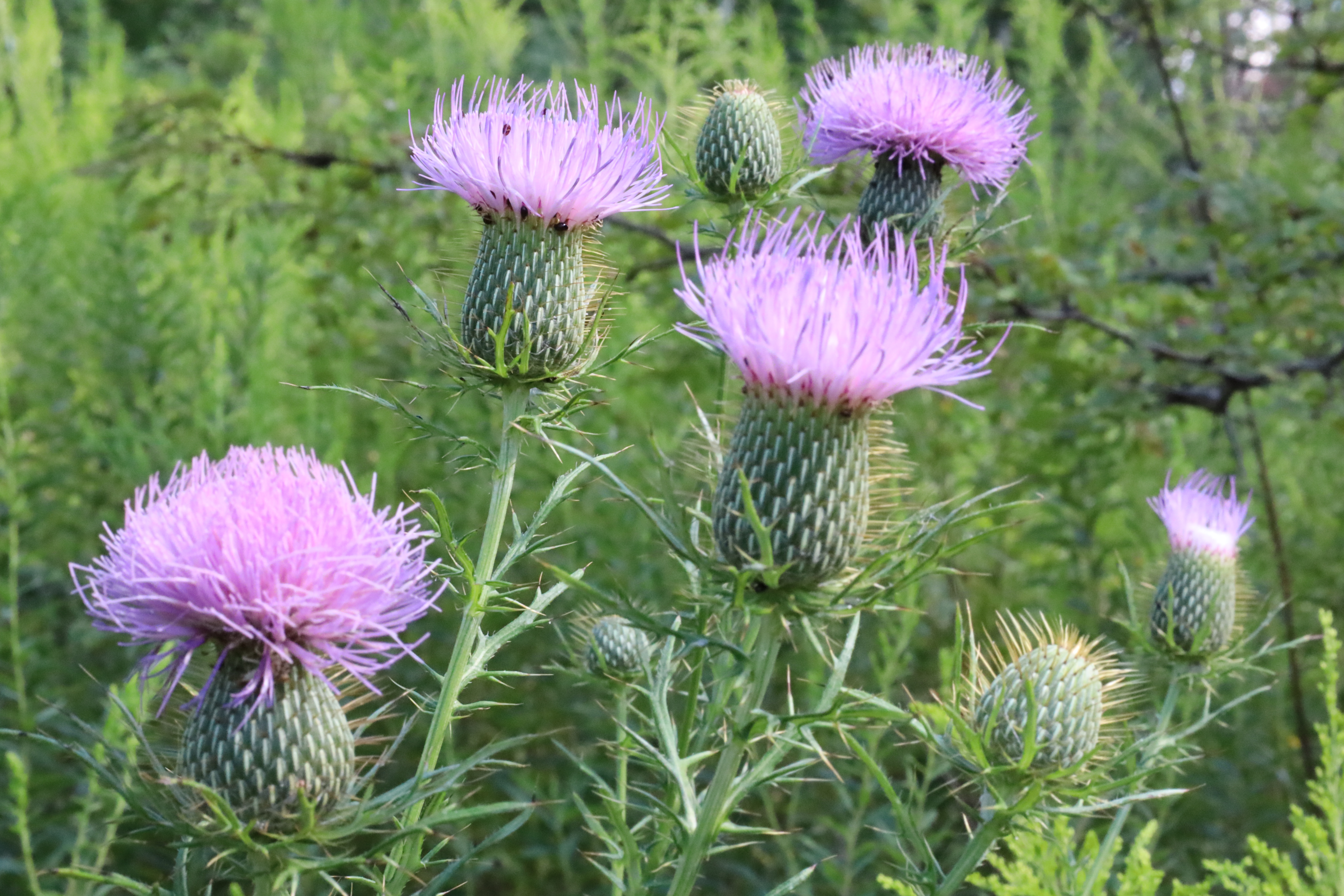 Pasture thistle (Cirsium discolor)