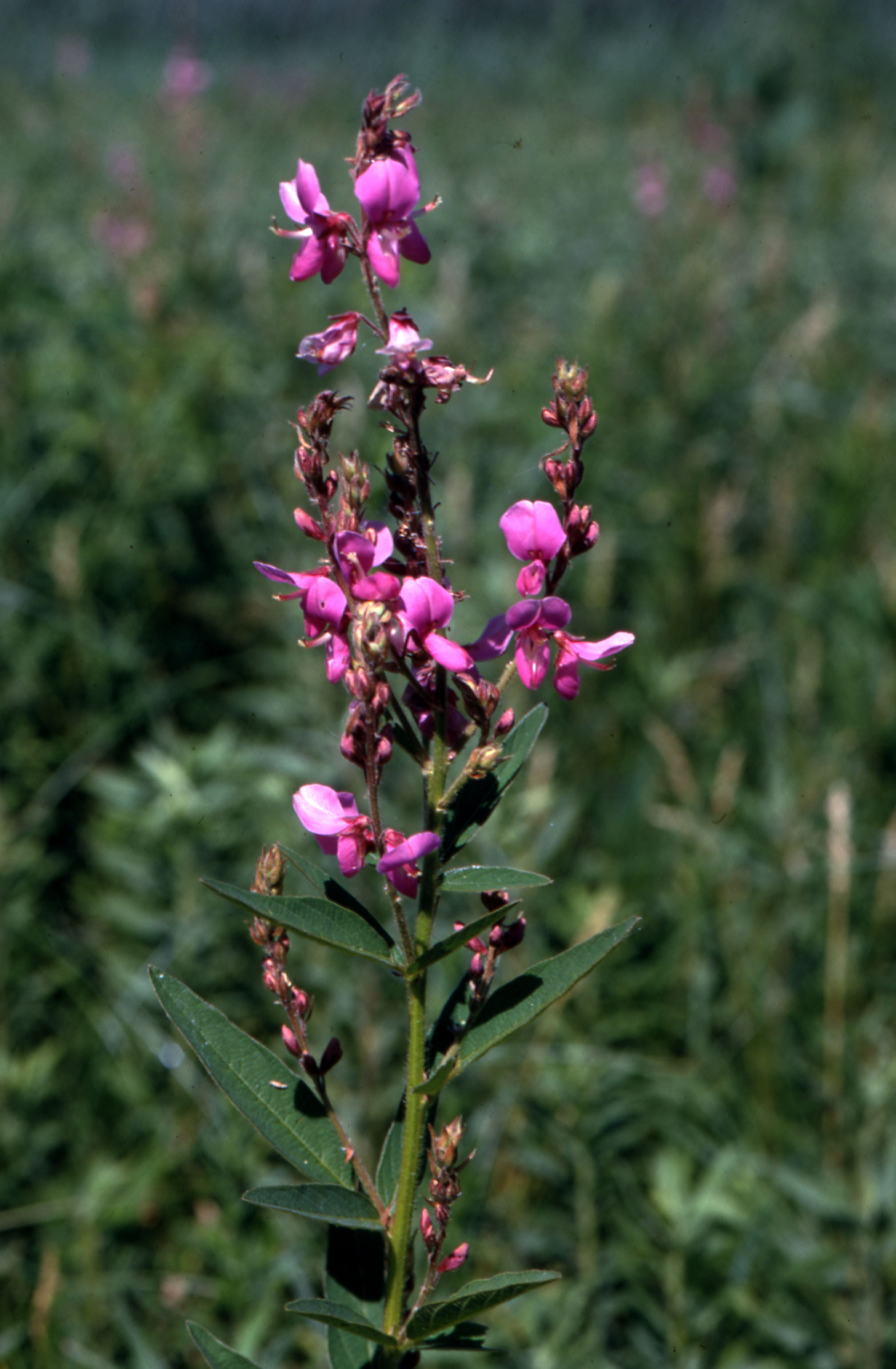 Showy tick-trefoil (Desmodium canadense)