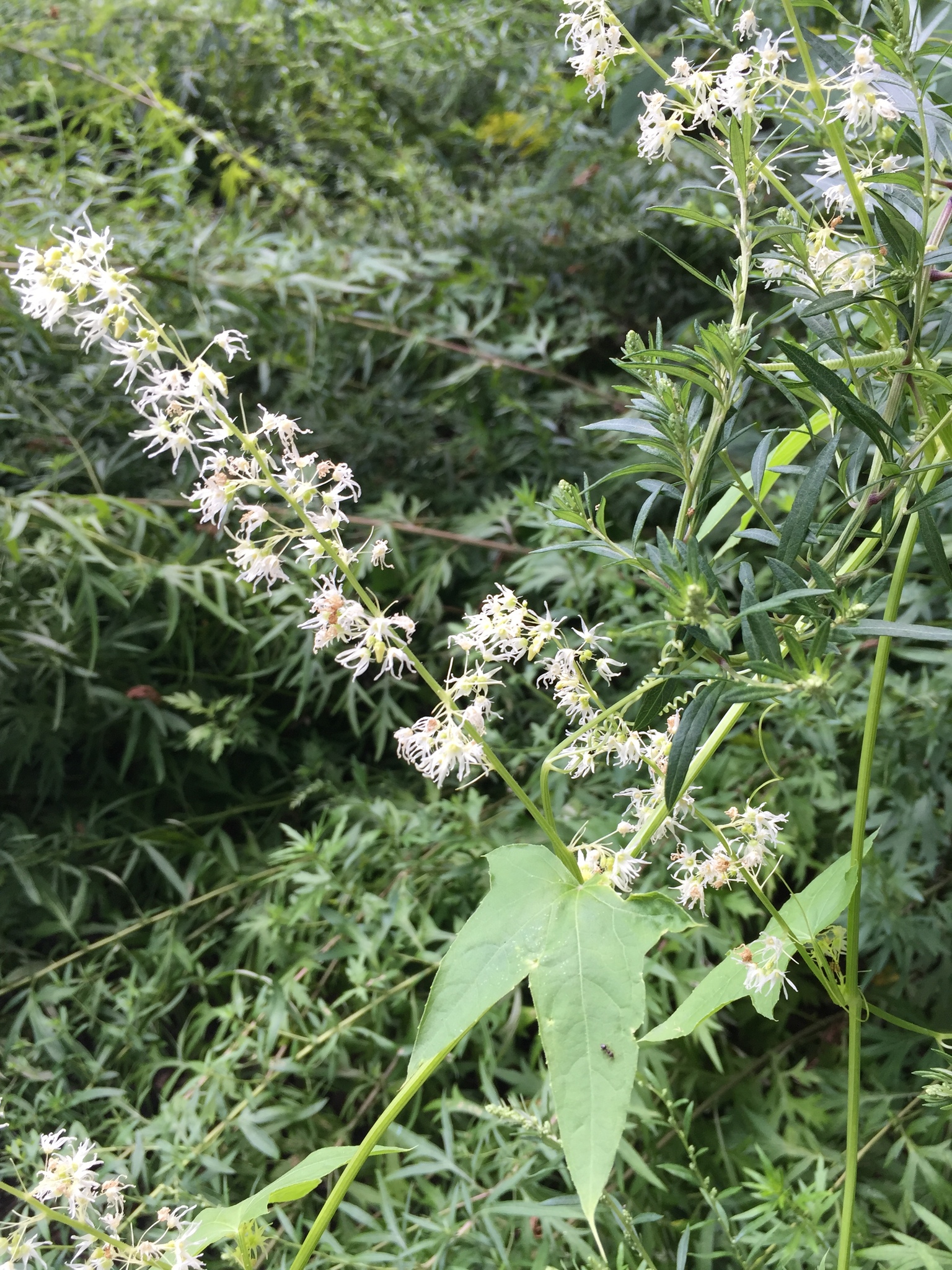 Echinocystis lobata (wild cucumber). A spike of white white flowers stands above a vine with palm-shaped, cucumber-like leaves.