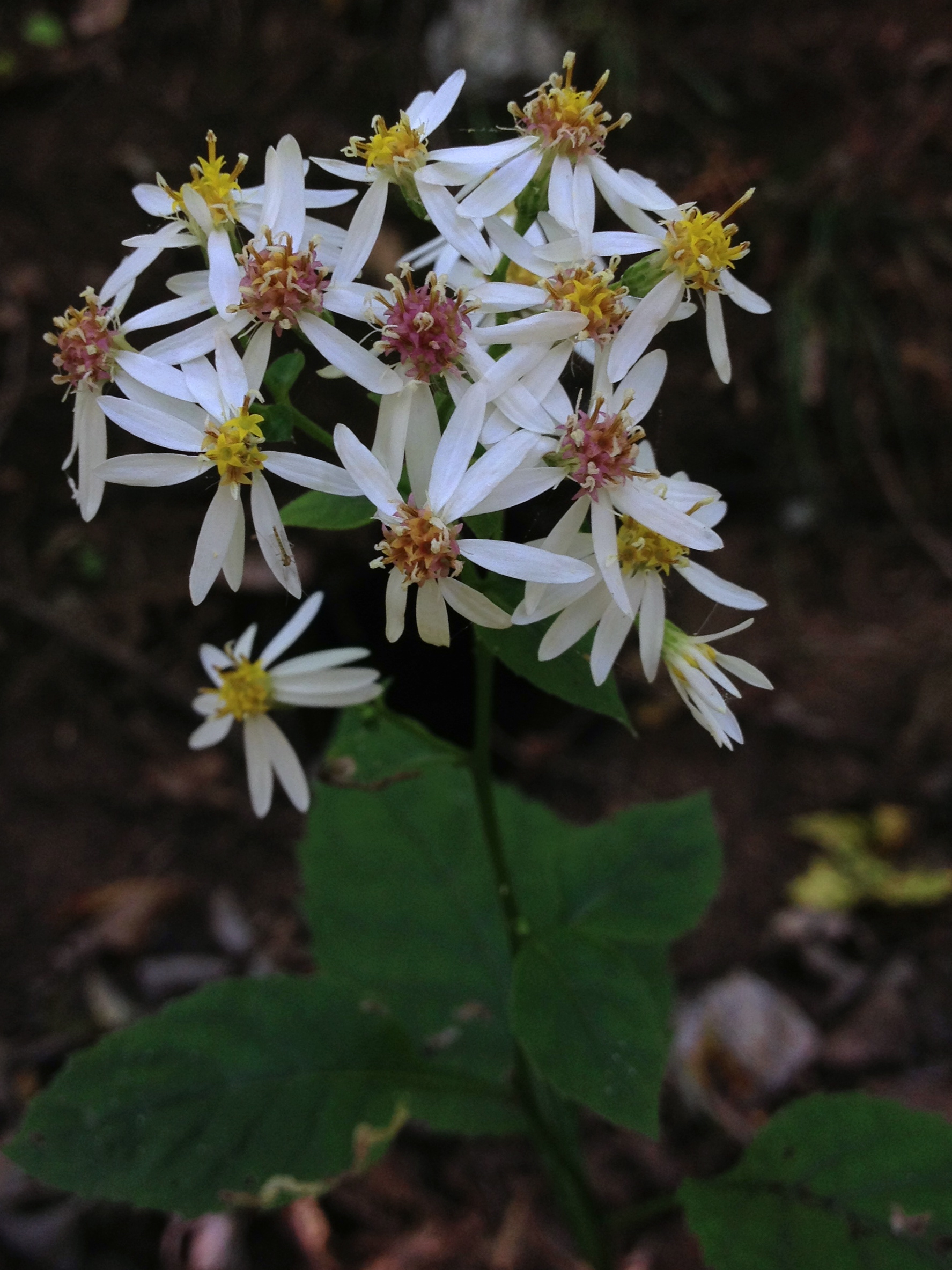 White wood aster (Eurybia divaricata)