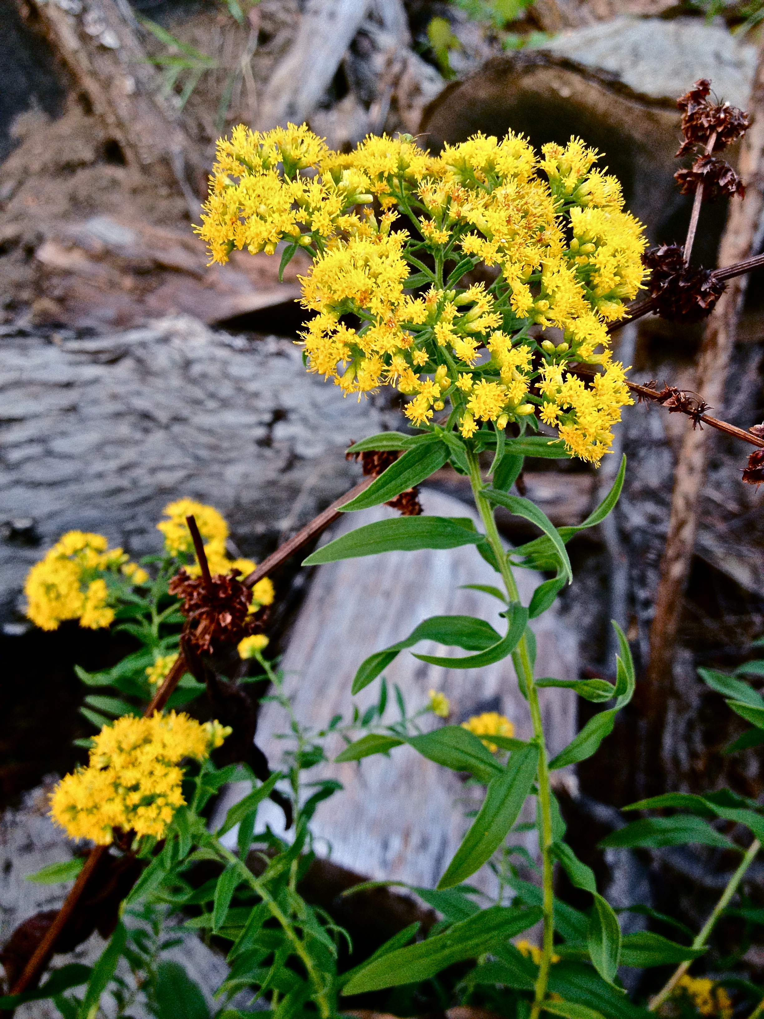 Grass-leaved goldenrod (Euthamia graminifolia)