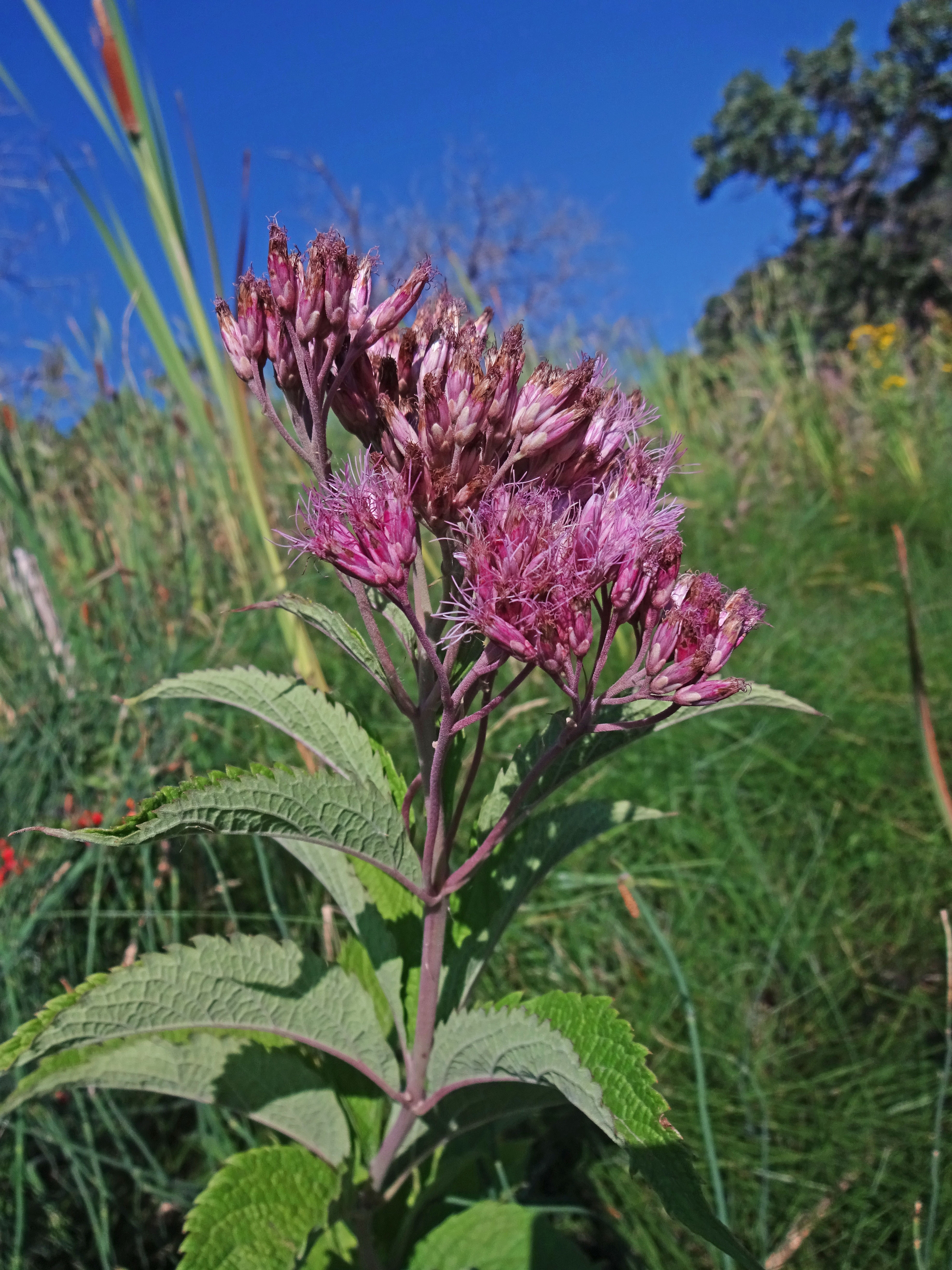 Spotted Joe-pye weed (Eutrochium maculatum)