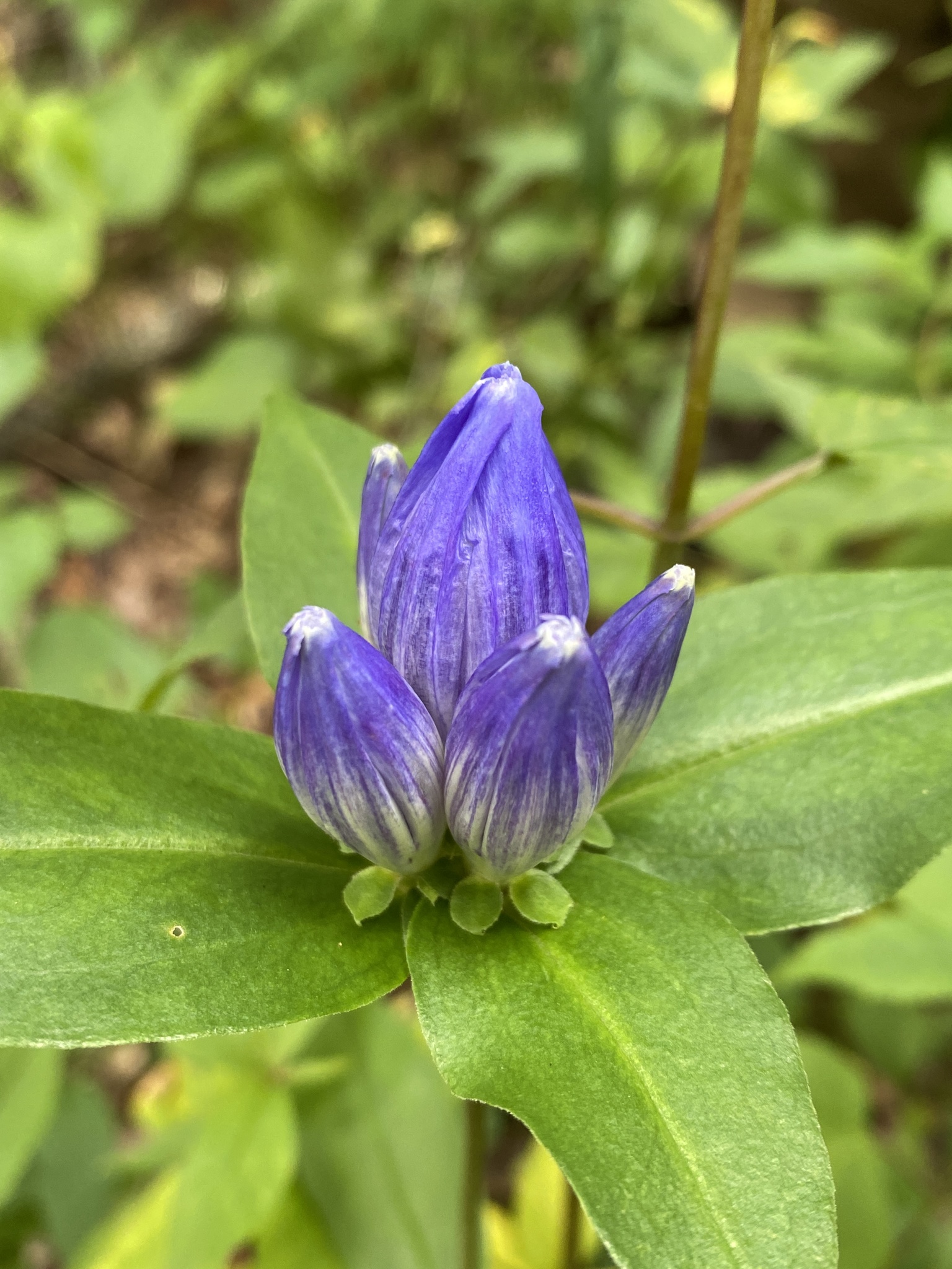 Bottle gentian (Gentiana clausa)