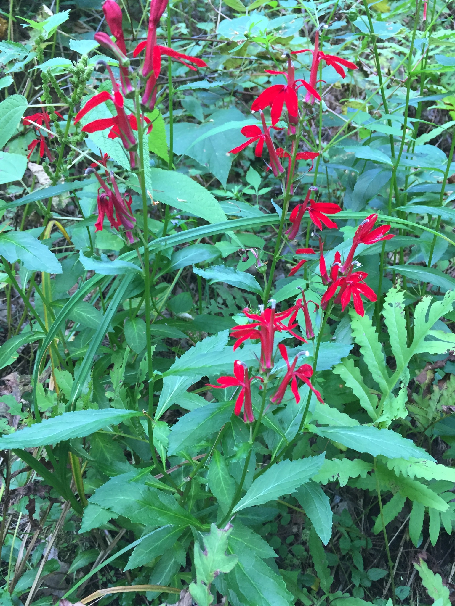 Lobelia cardinalis (cardinal flower), with spikes of showy red flowers