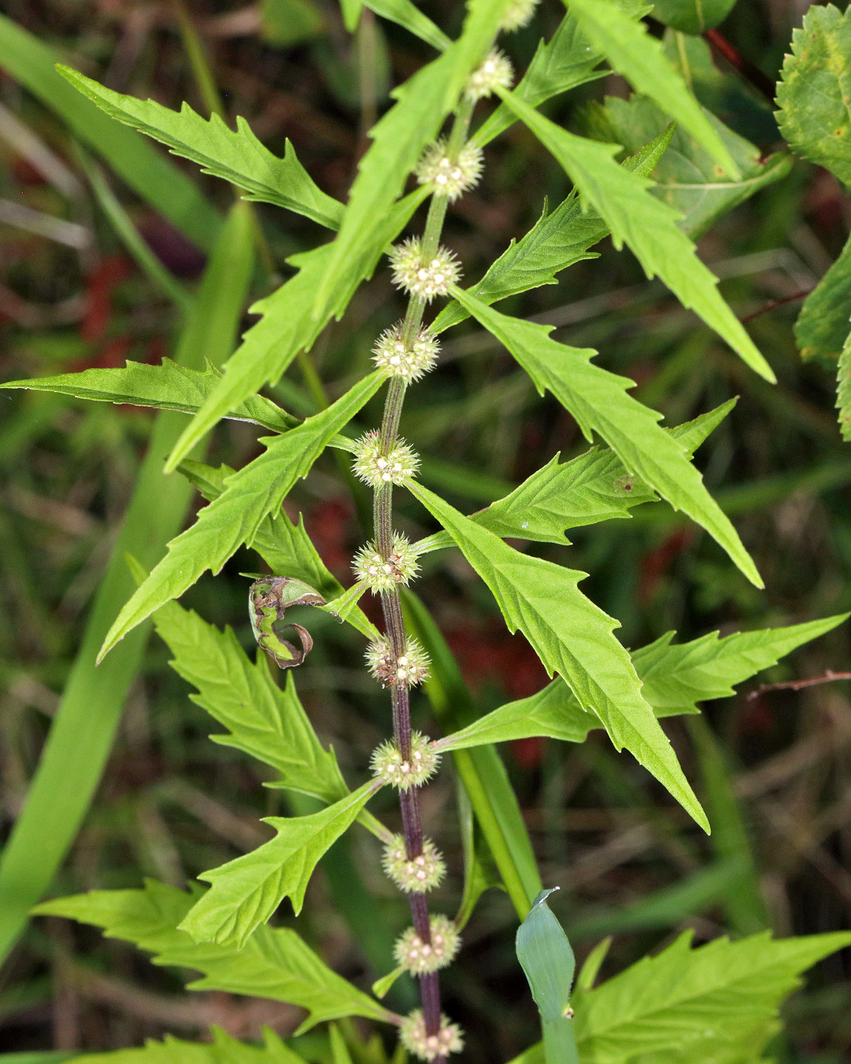Water horehound (Lycopus americanus)