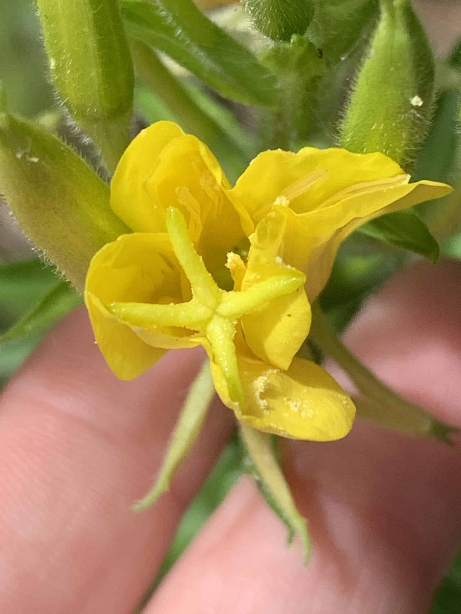 The yellow blossom of Oenothera biennis, or common evening primrose. The flower has a number of rose-like petals and a prominent cross-shaped stigma.