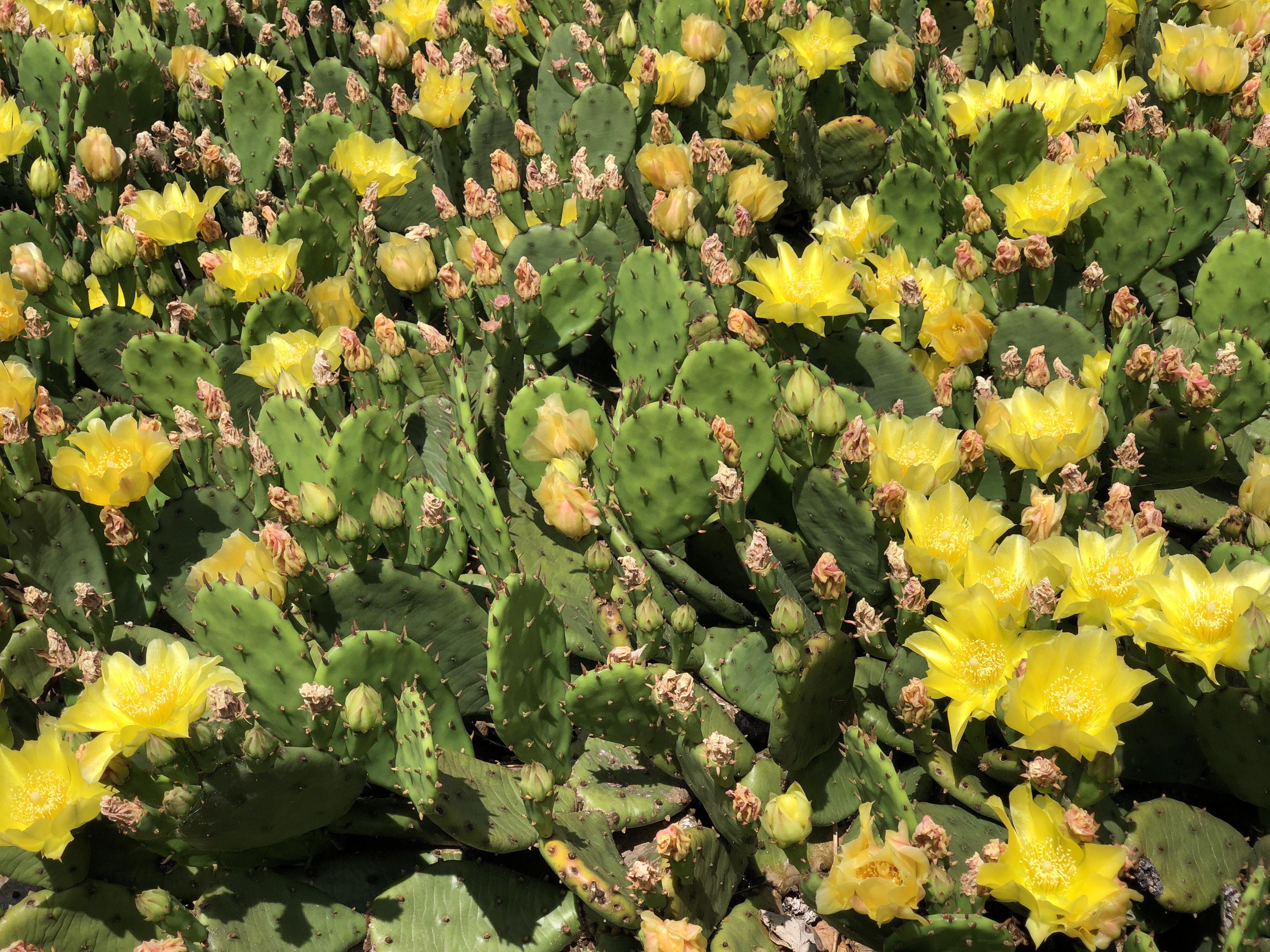 Eastern Prickly Pear (Opuntia humifusa)