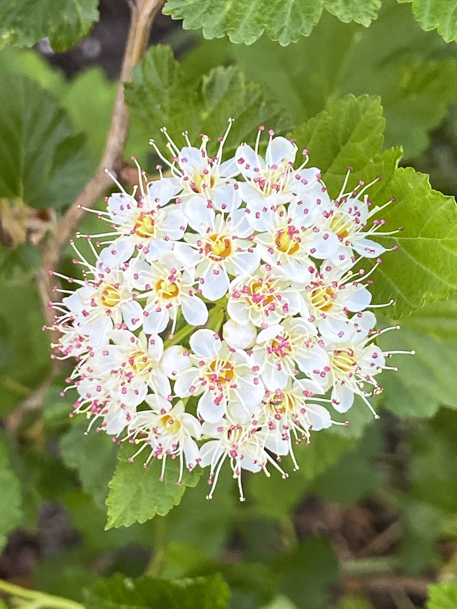 Common ninebark (Physocarpus opulifolius)