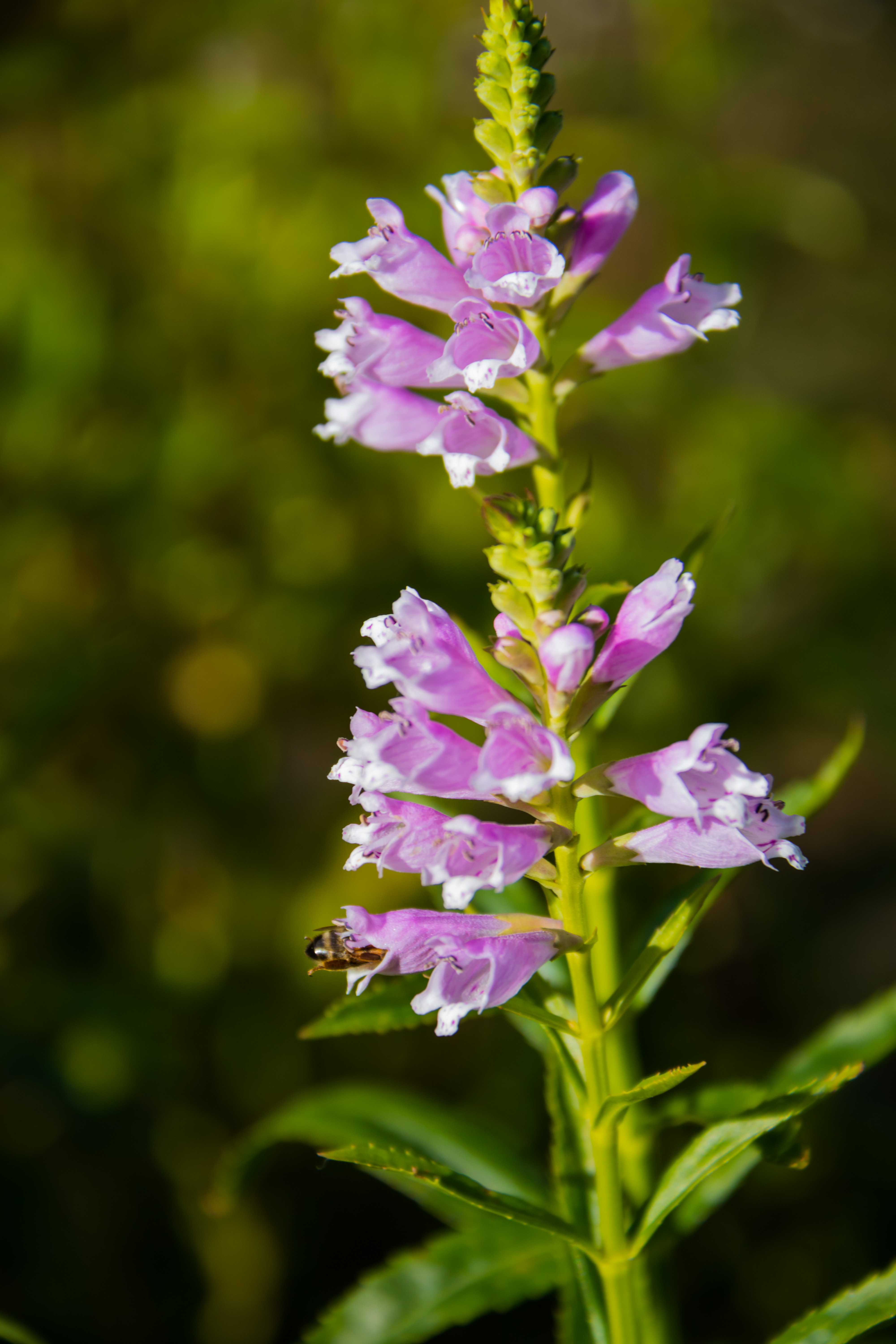 Obedient Plant (Physostegia virginiana)