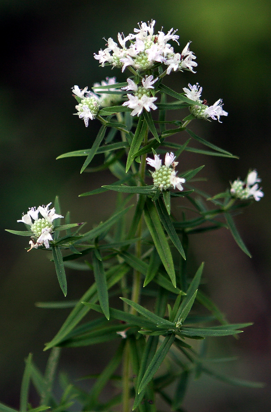 Pycnanthemum virginianum (Virginia mountain-mint). Groups of small, white flowers perched on stalks with narrow, lance-like leaves.