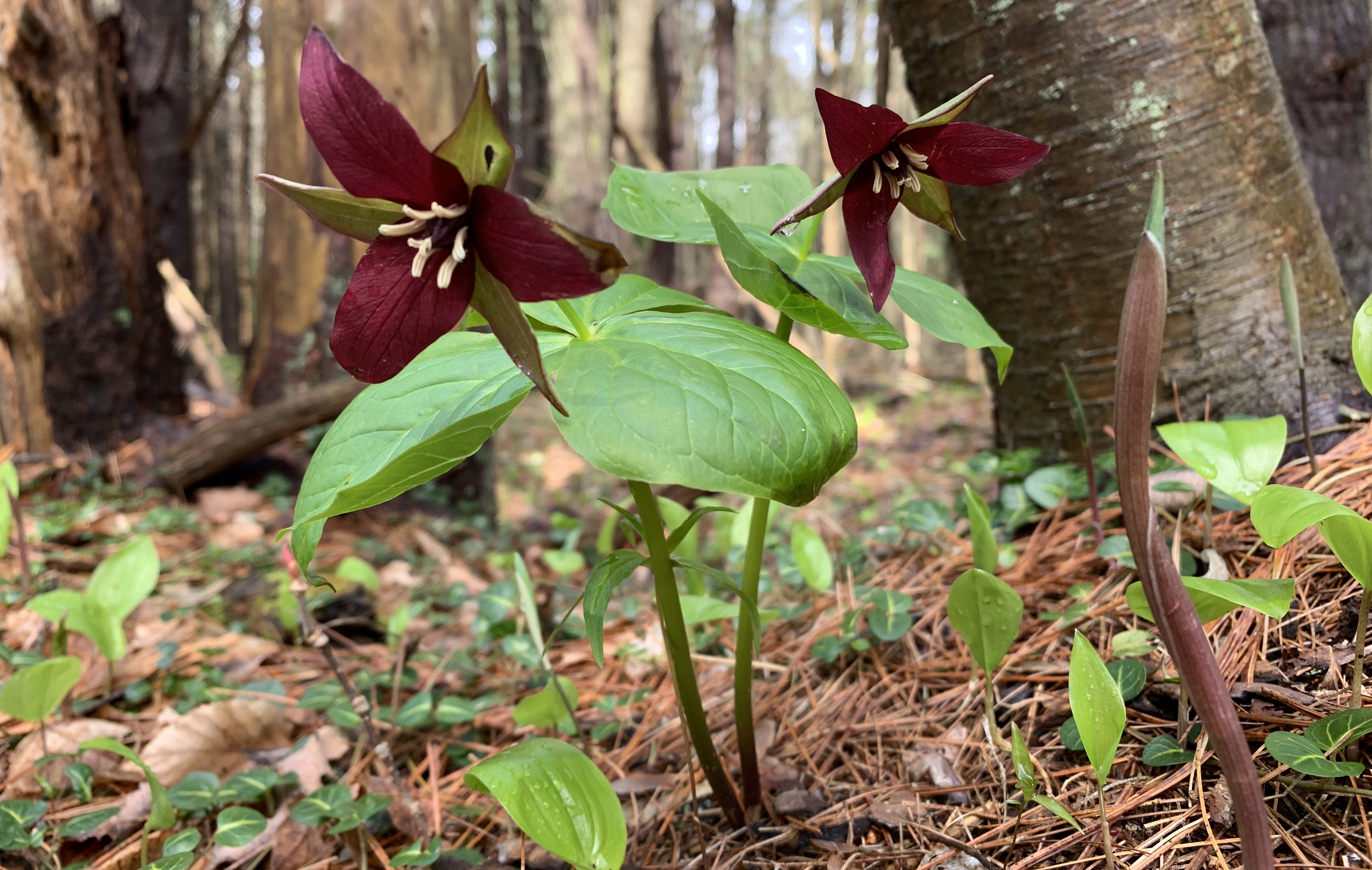 Red trillium (Trillium erectum) is one of the species that benefits from seed dispersal by ants.