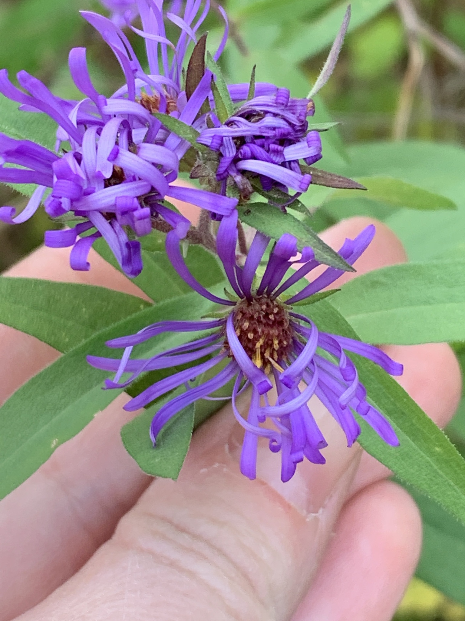 Several flower heads with bright purple ray-shaped flower surrounding sunny yellow disk flowers.