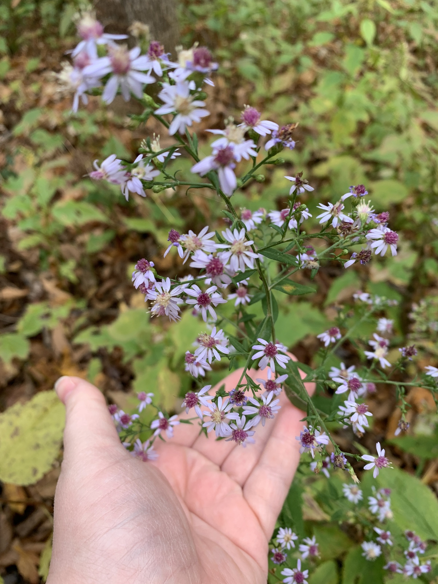 Symphyotrichum cordifolium (blue wood aster): a flowering plant with narrow, lance-shaped leaves near the top, and a spike of composite white flowers, with pale blue ray florets and variously yellow or red disk flowers.