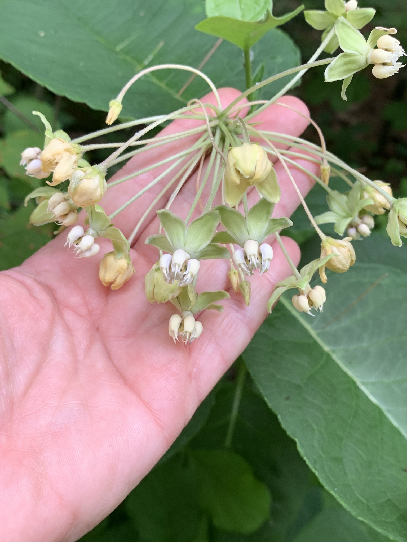 Asclepias exaltata (poke milkweed), a cluster of white flowers with green, reflexed sepals and large, simple, opposite leaves