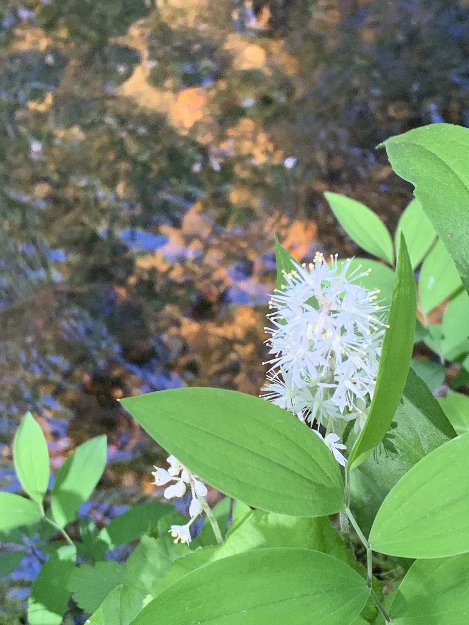 image from Announcing our 2026 Market Schedule!