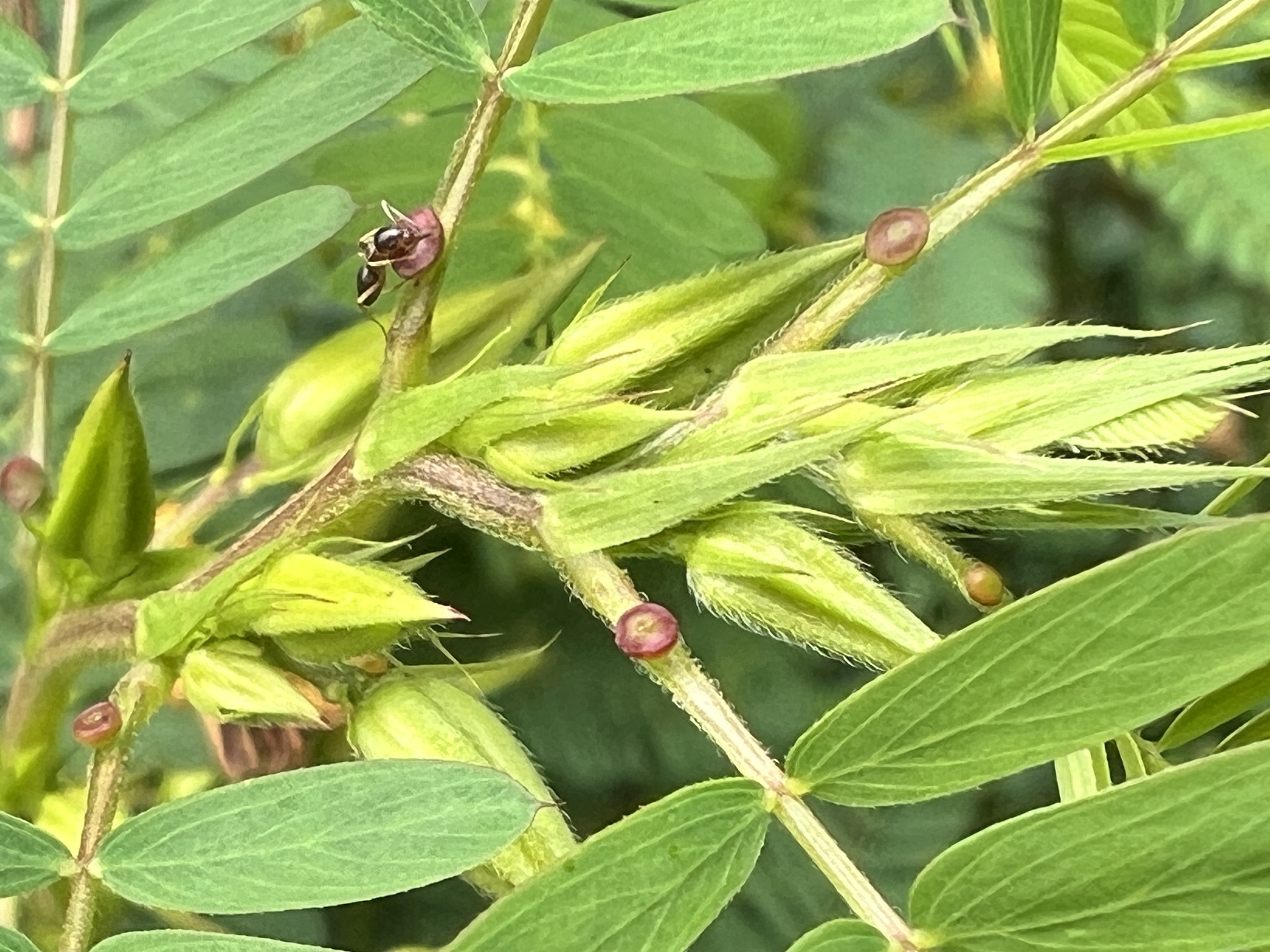 The extrafloral nectaries of partridge pea (Chamaecrista) appear as red-brown bumps on the leaf stalk.