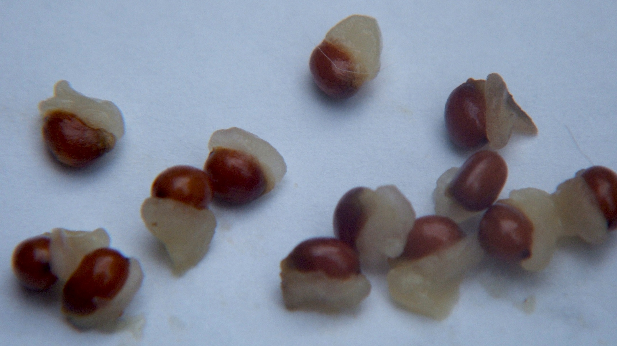Seeds of prairie trillium (Trillium recurvatum). The dark circular piece is the seed itself, and the white lump attached to it is the elaiosome.