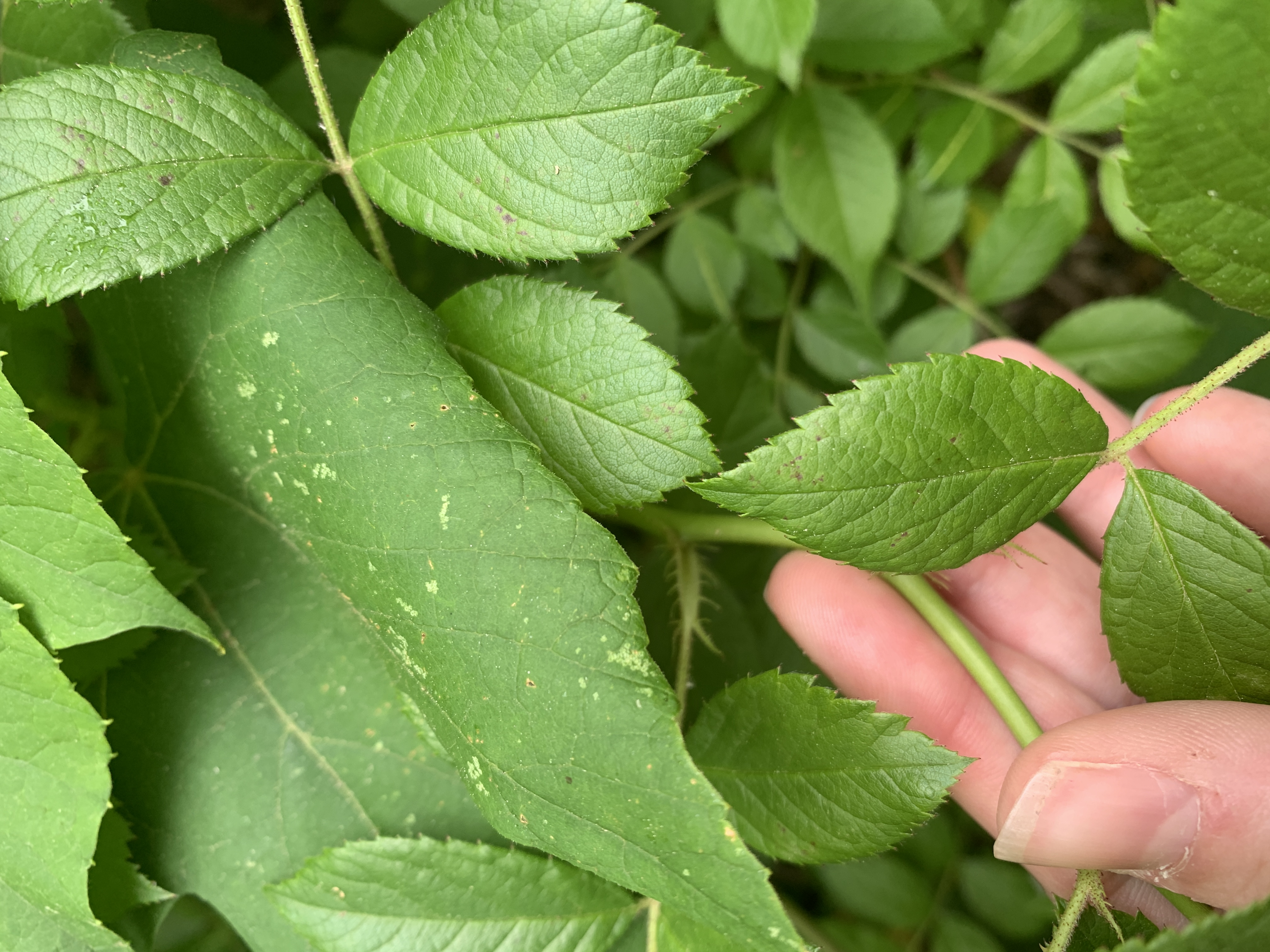 The petiole of multiflora rose's compound leaf. Note that it looks like a feather