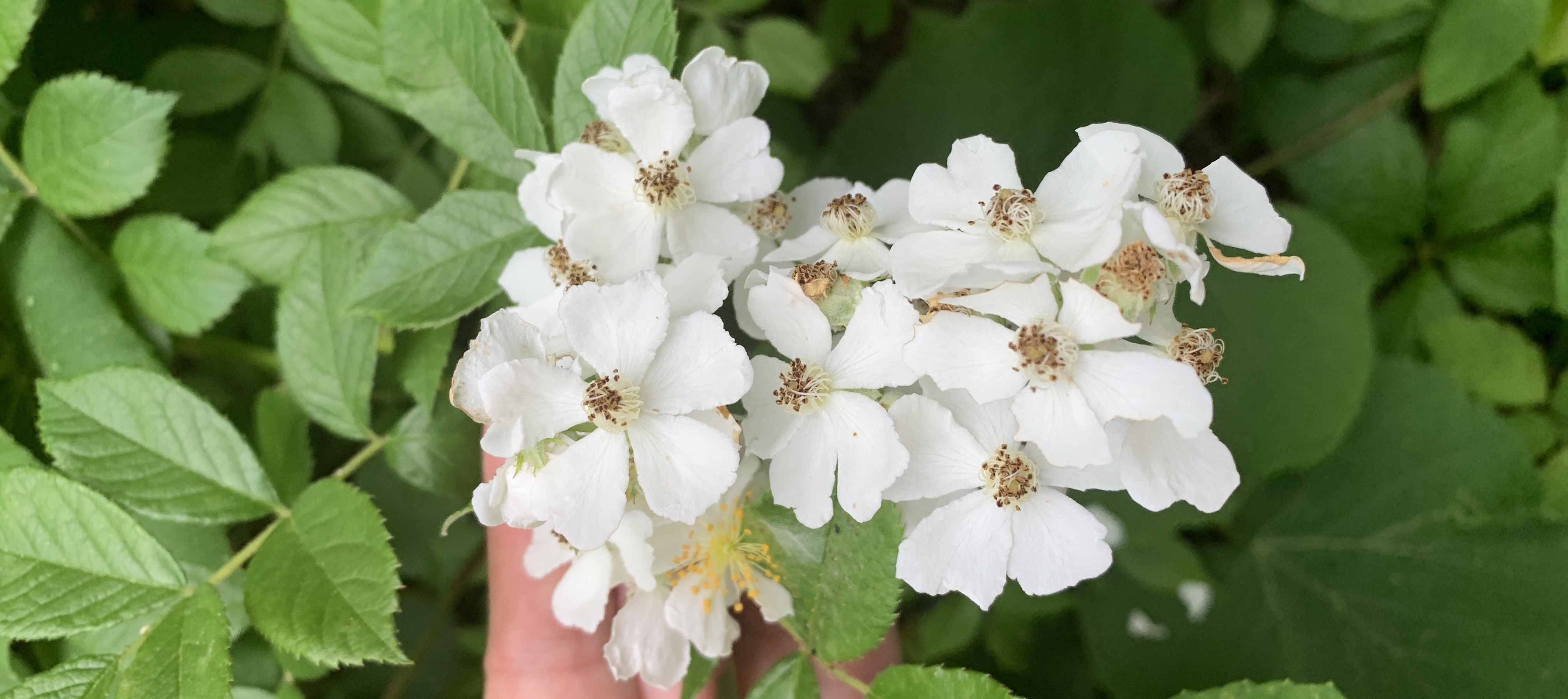 Photo of Rosa multiflora: a cluster of white flowers, each with five petals.