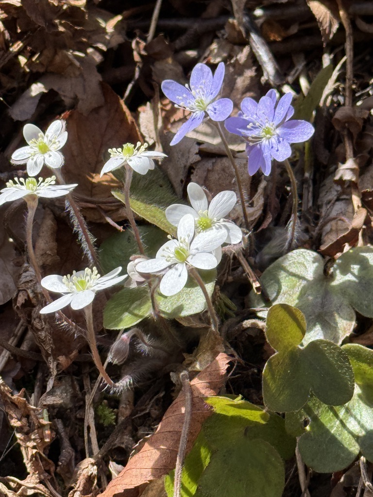 image from April markets with Red Trillium Gardens!