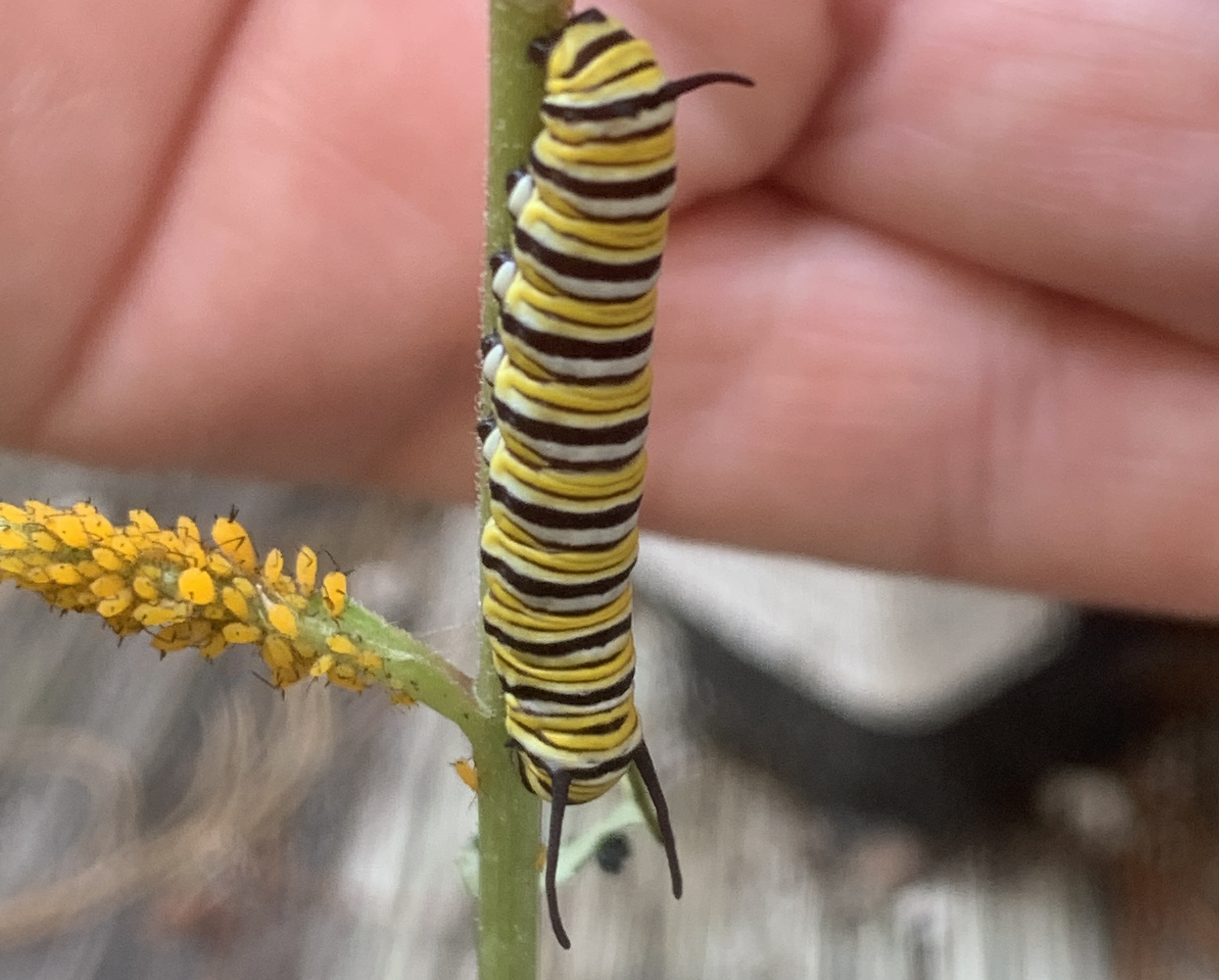 image from Ashby Market this Sunday, new plants available, and milkweed news!