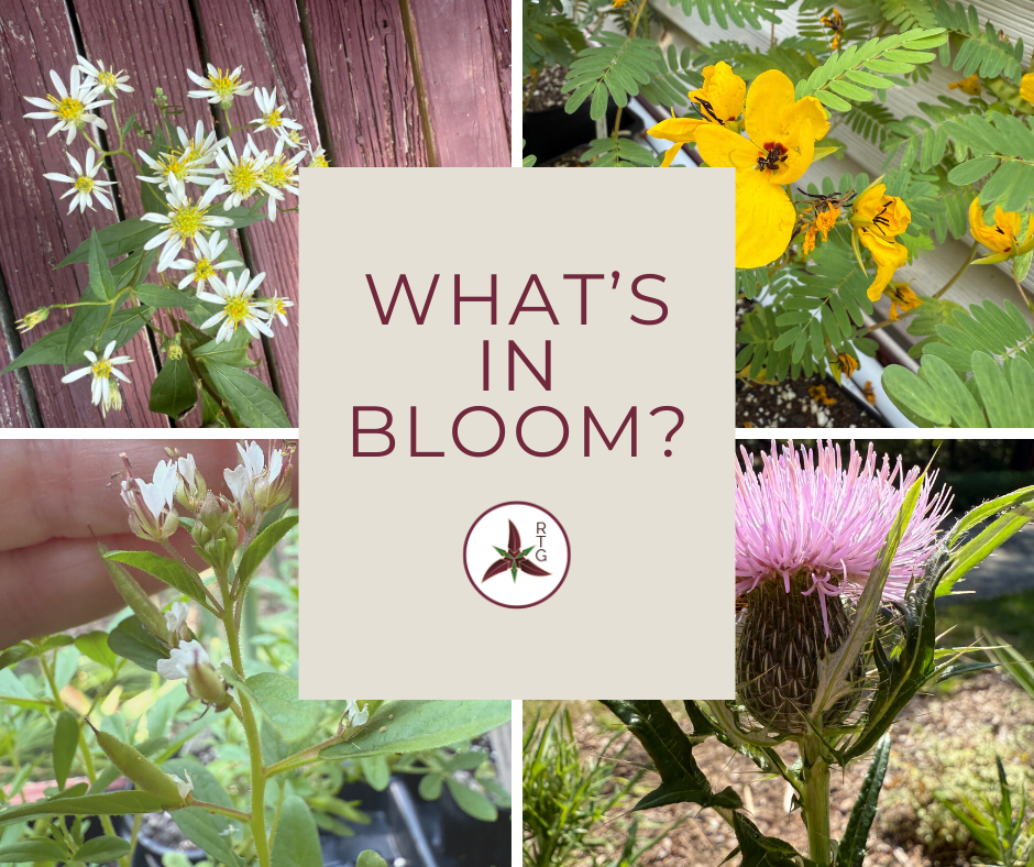 image from What's blooming in the gardens? Plus Gardner Farmers' Market this weekend.