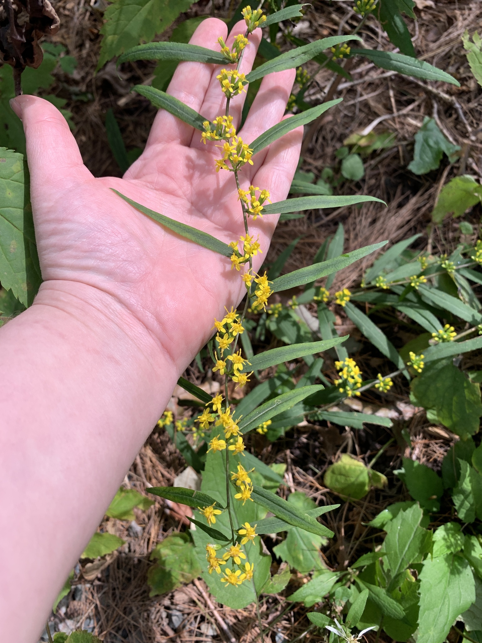 Wreath goldenrod (Solidago caesia) -- clusters of small yellow flowers appearing at each leaf node along a long stem.