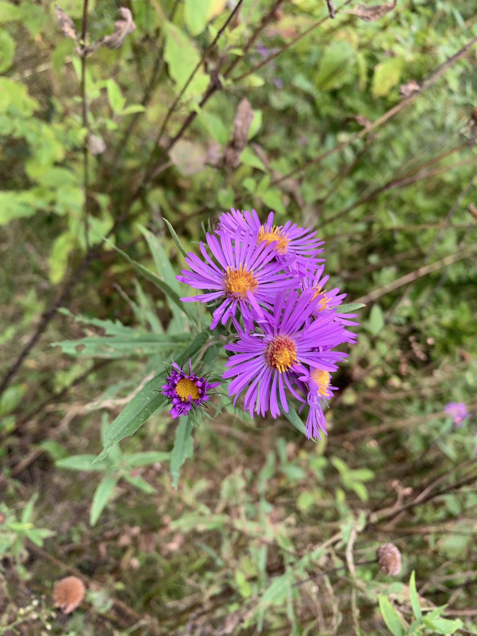 New England aster (Symphyotrichum novae-angliae) -- a head of multiple flowers; each is a composite flower made up of deep purple ray flowers surrounded by a disc of orange flowers.