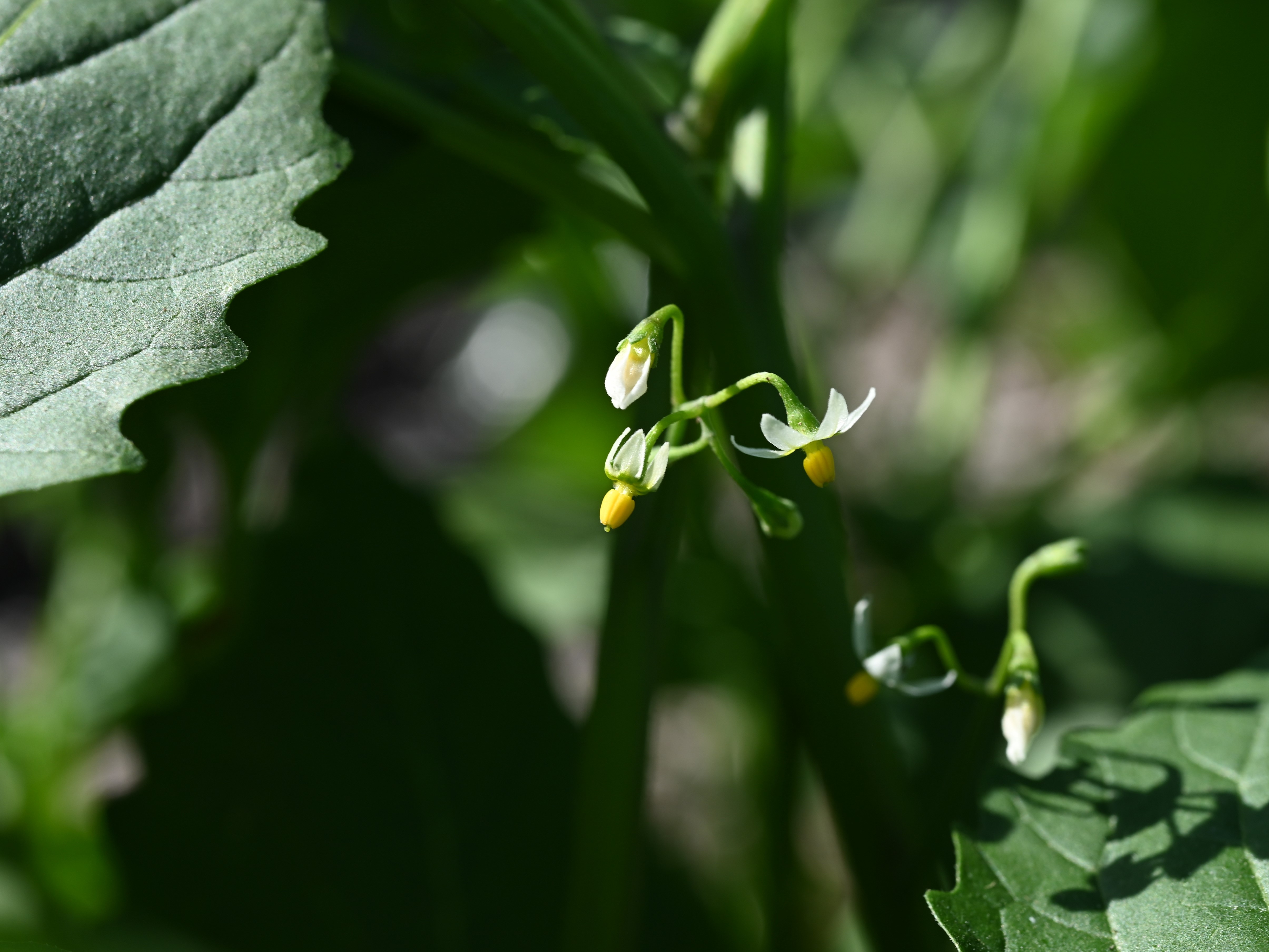 image from Groton Farmers' Market this weekend! Plus new species!