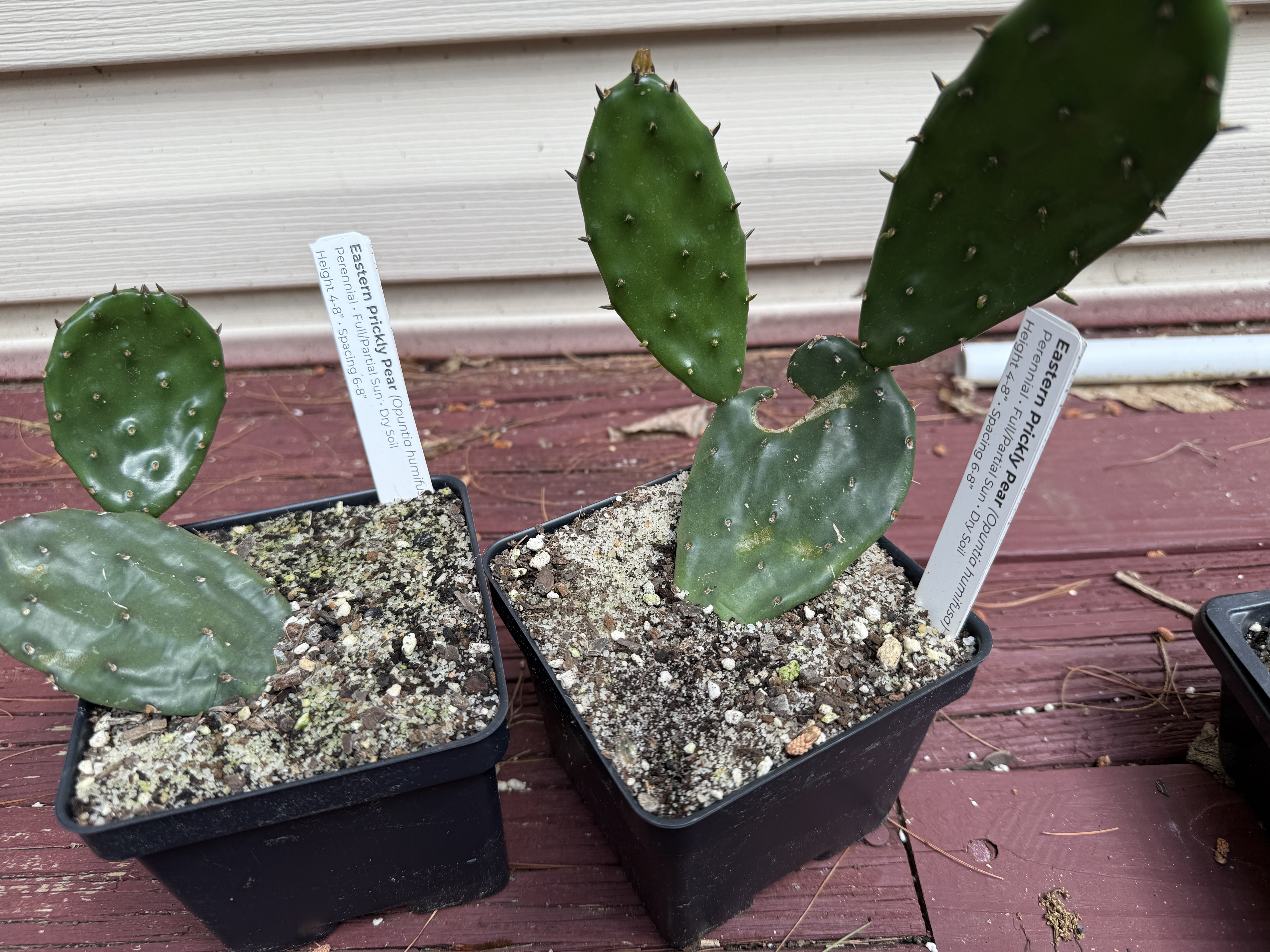 image from Lunenburg, Leominster, and Groton Markets! Plus new species available!