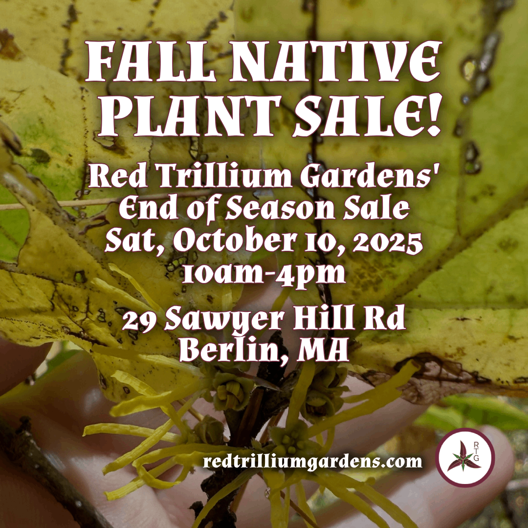 Fall Native Plant Sale! Saturday, October 10, 2026, 10am-4pm, 29 Sawyer Hill Rd, Berlin, MA
